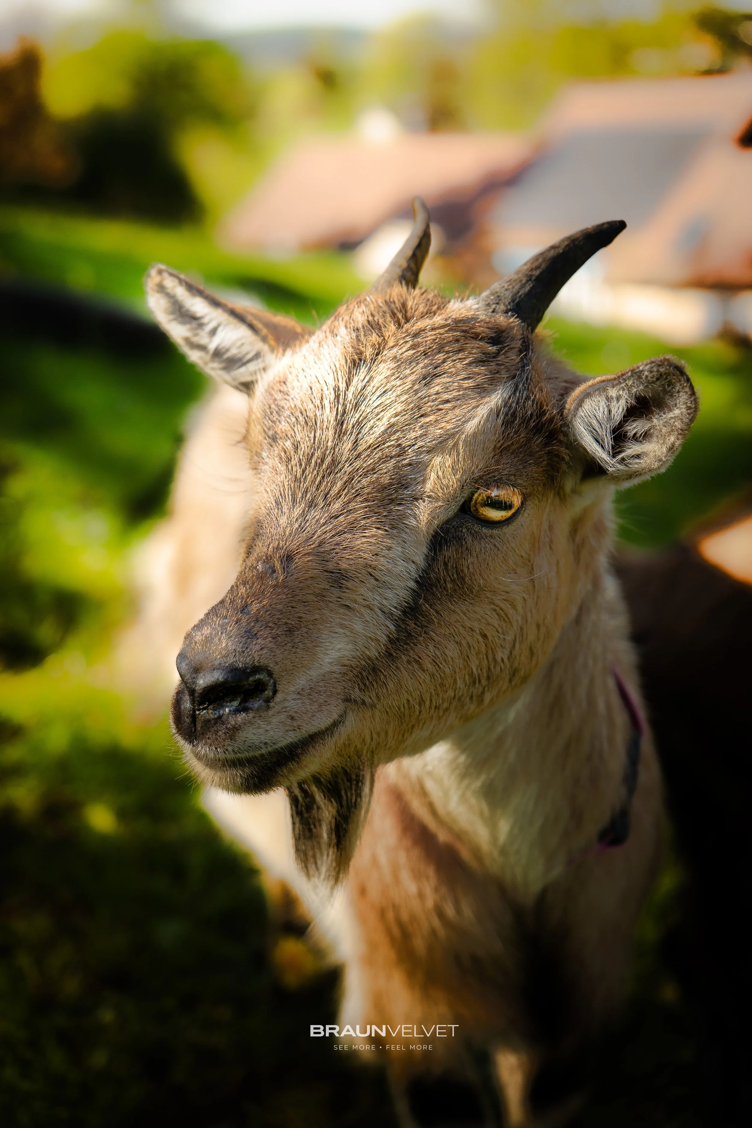 Une chèvre observant calmement son environnement sous une lumière naturelle chaleureuse. Un portrait simple et authentique mettant en valeur les détails et le regard de l’animal.