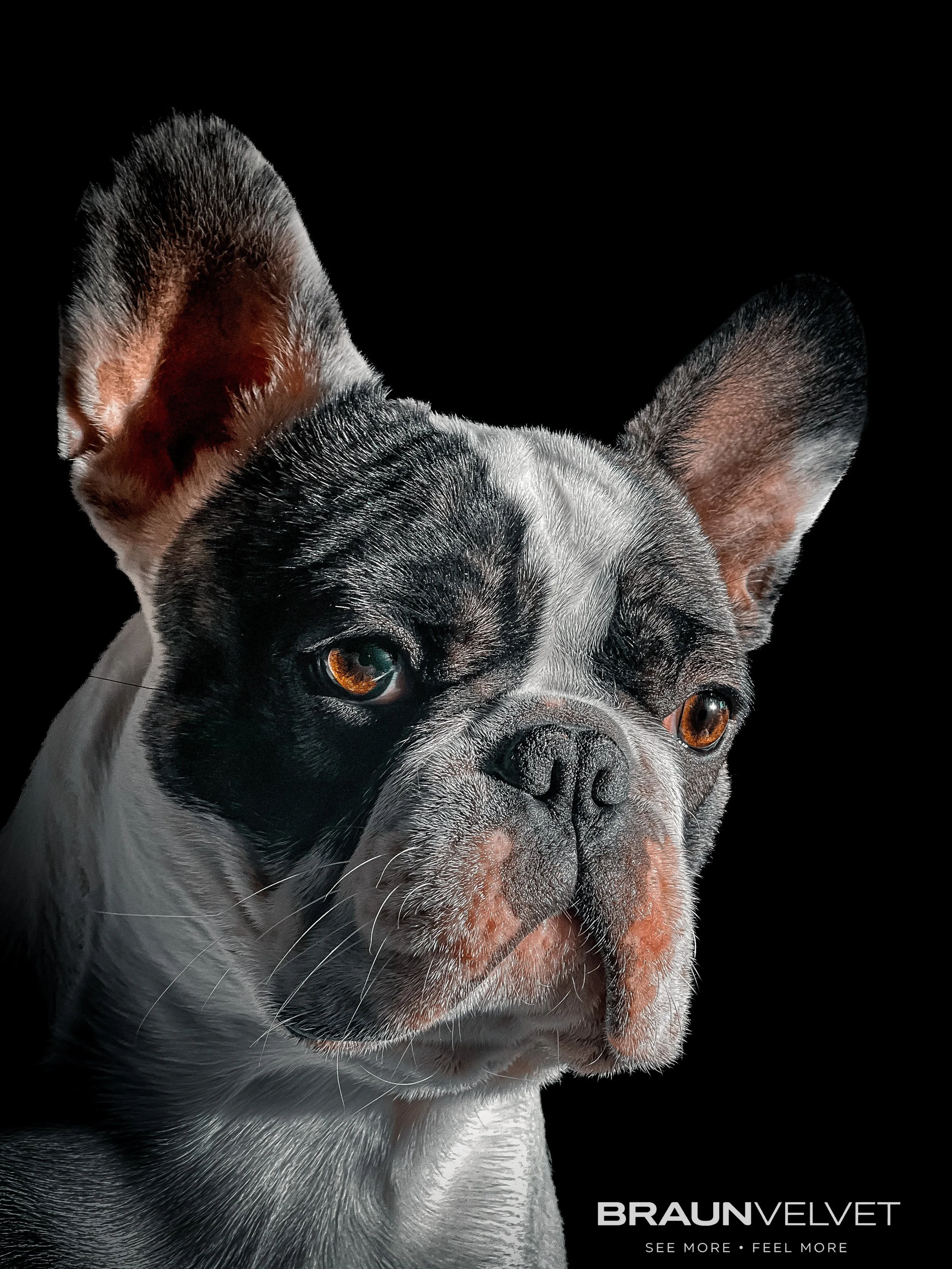 Portrait d'un bouledogue français avec une expression sérieuse, fond noir, texte 'Braun Velvet' en bas à droite.