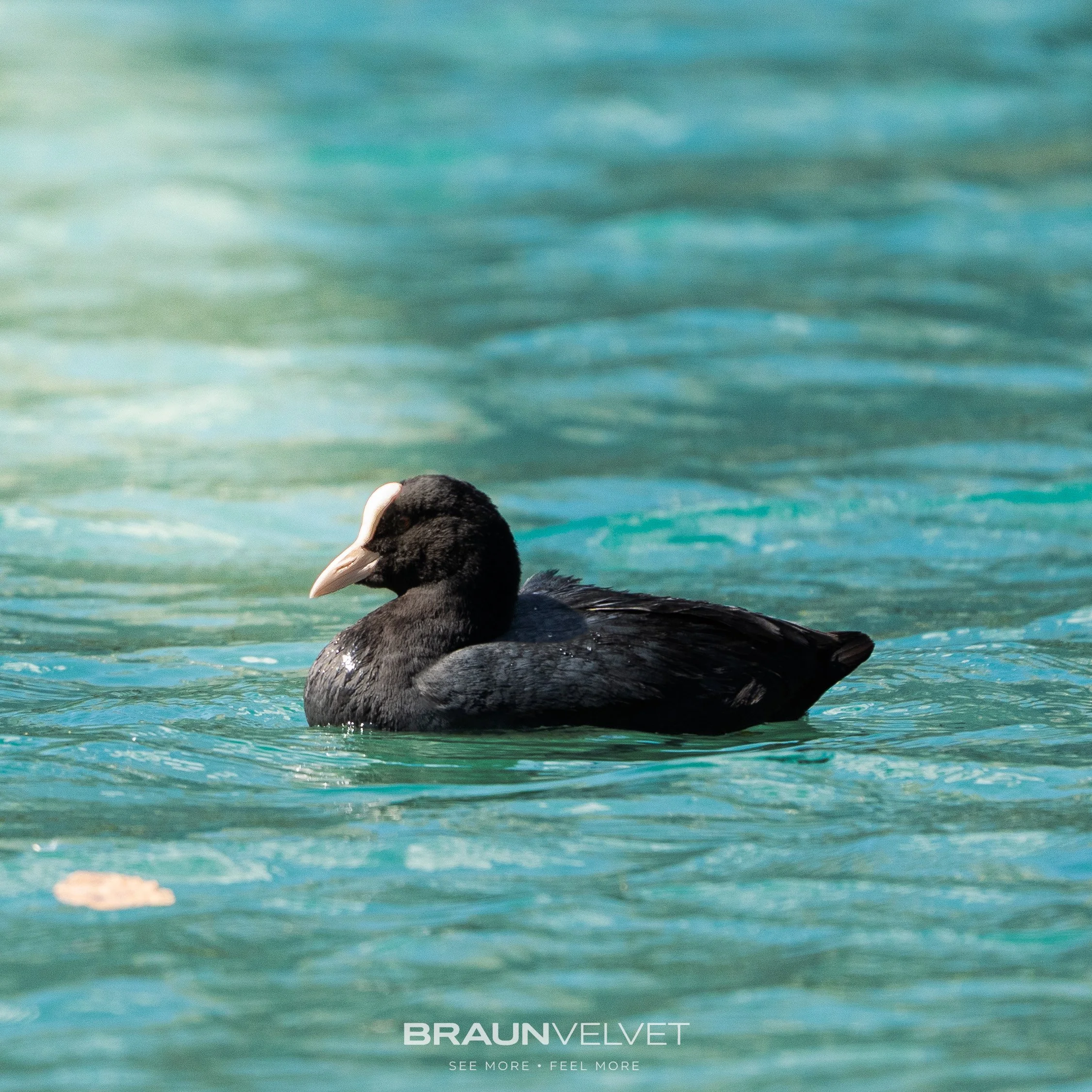 Un canard solitaire glisse sur une eau turquoise cristalline, dans une ambiance calme et apaisante. Une scène minimaliste entre silence, liberté et beauté naturelle.