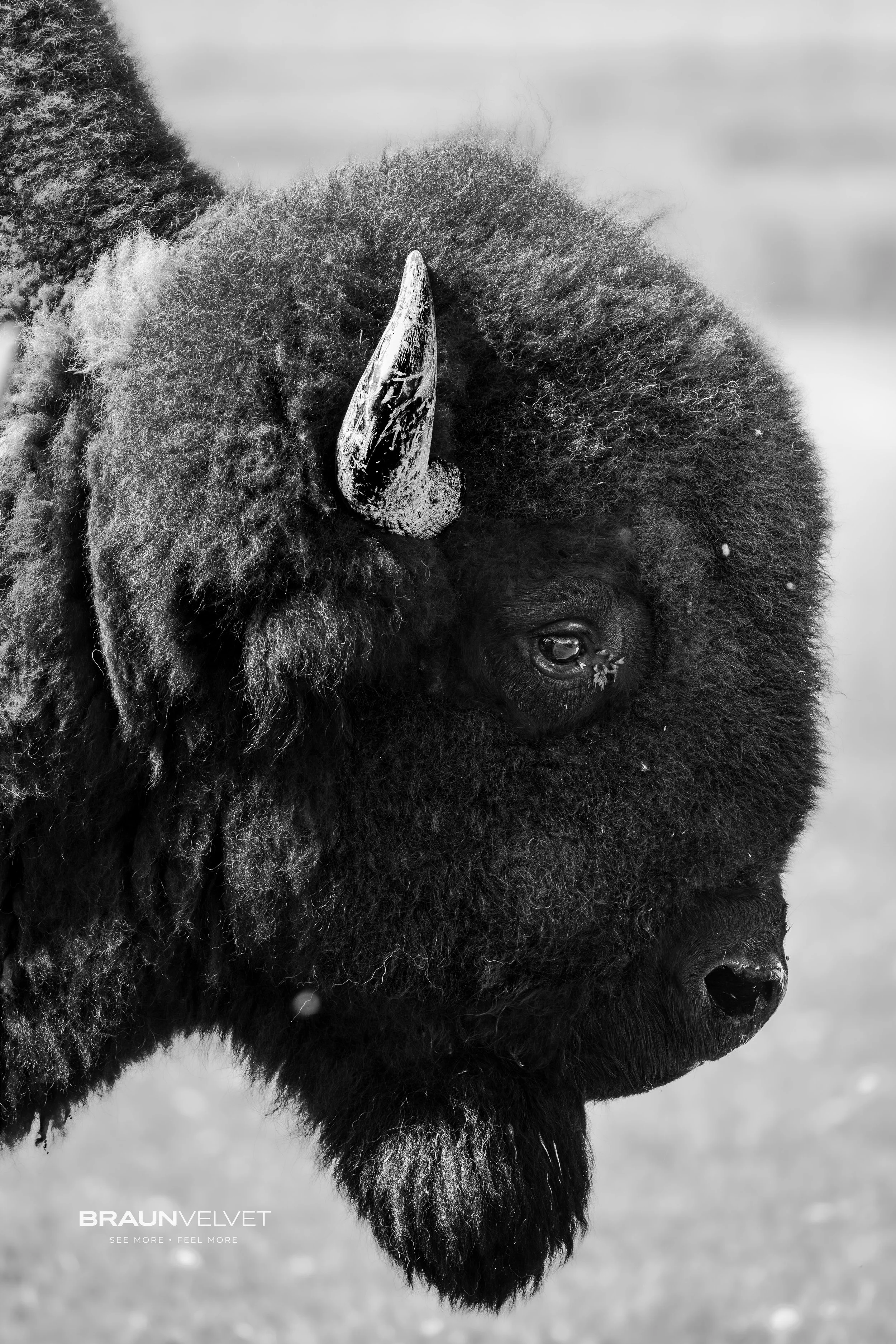 Premier plan d'un bison noir et blanc, mettant en valeur sa tête avec une corne et une crinière épaisse, arrière-plan flou.