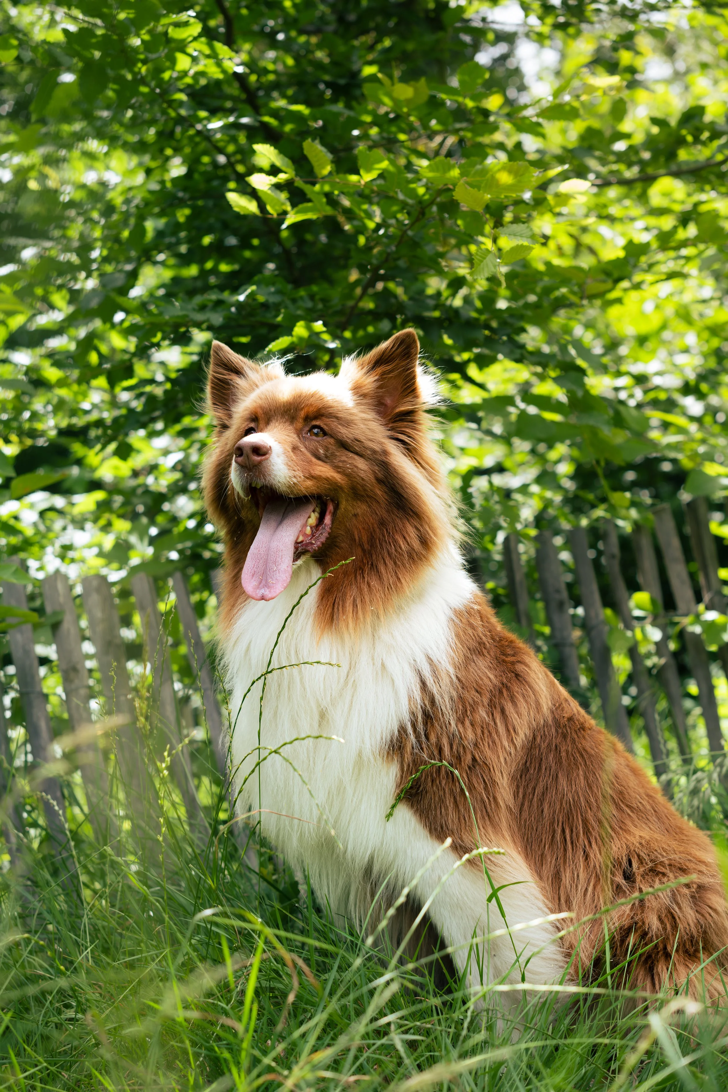 Chien de race border collie, assis dans l'herbe verte, sous un arbre, en plein air, sourire, langue sortie, environnement naturel, barrière en bois en arrière-plan.
