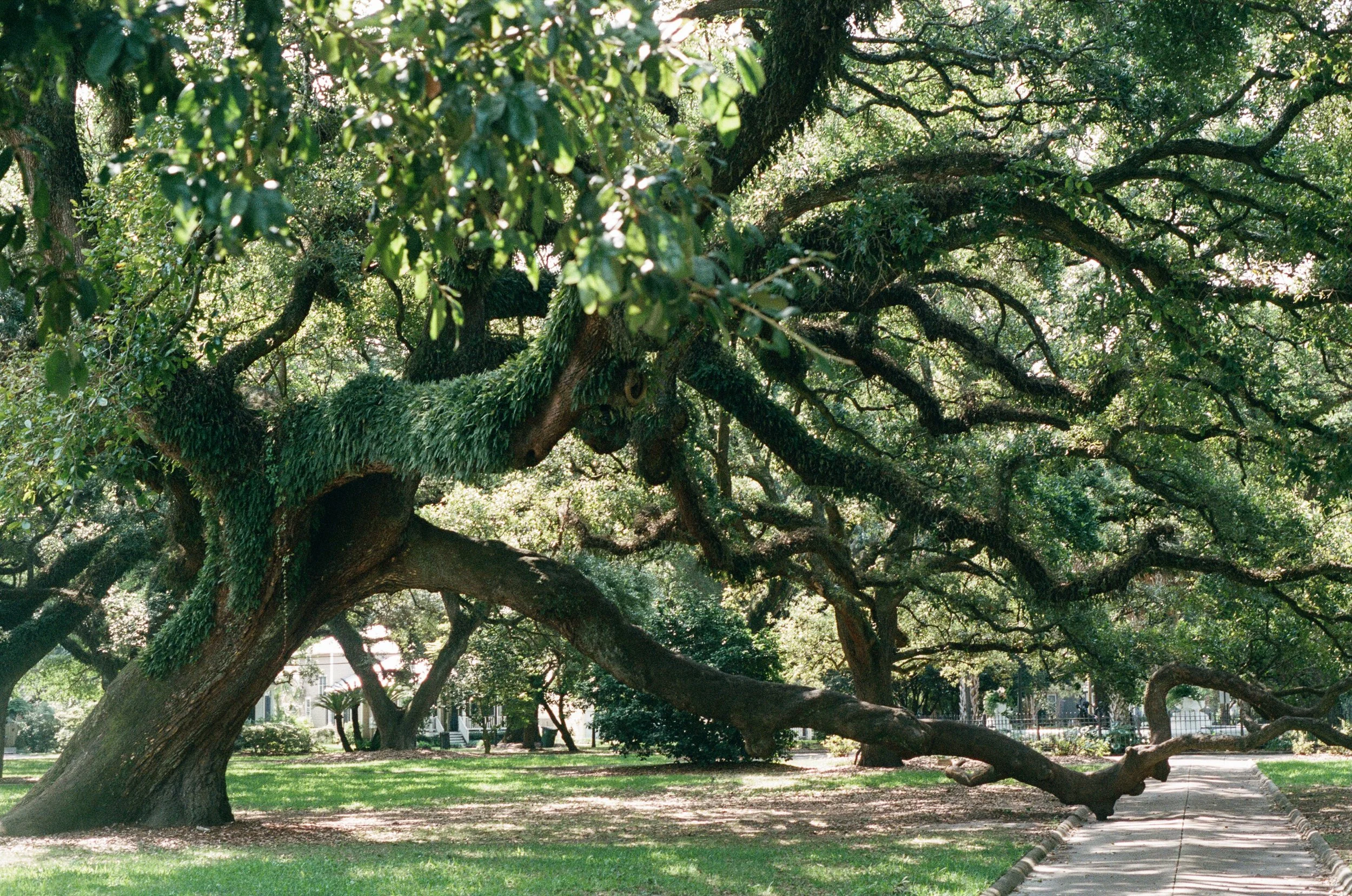 Large oak tree with thick, sprawling branches and green foliage in a park, with a grassy area and a picnic table in the background.