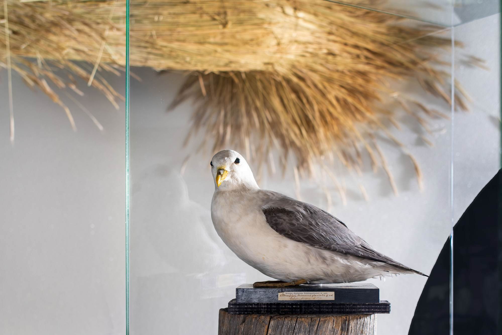 A mounted taxidermy bird displayed on a wooden base with a label, set against a background with a straw sculpture and a gray wall.