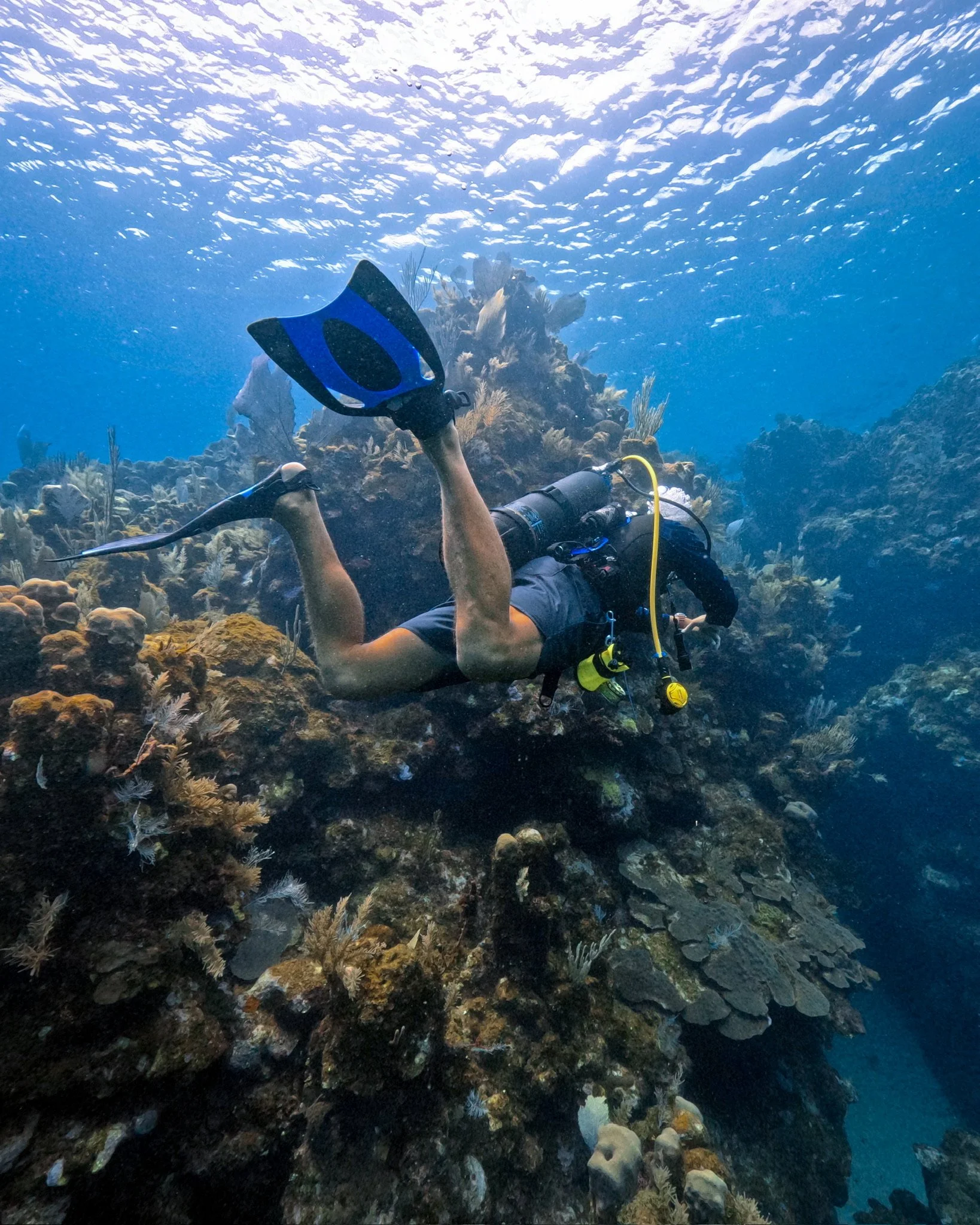Avelo in Roatan