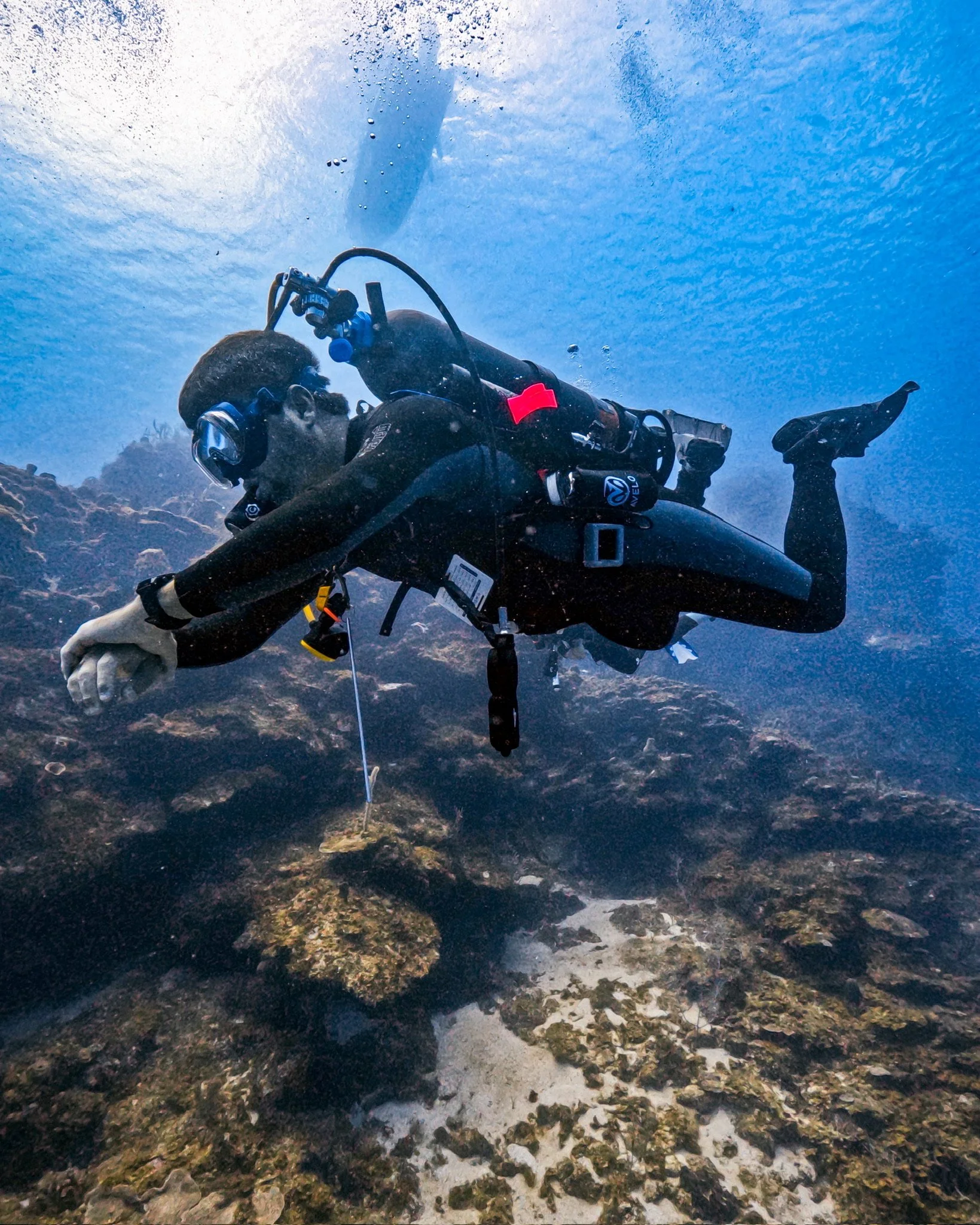 Avelo diver