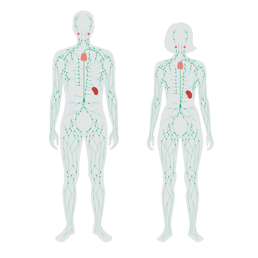 Diagram of the lymphatic system in a male and female drawing.