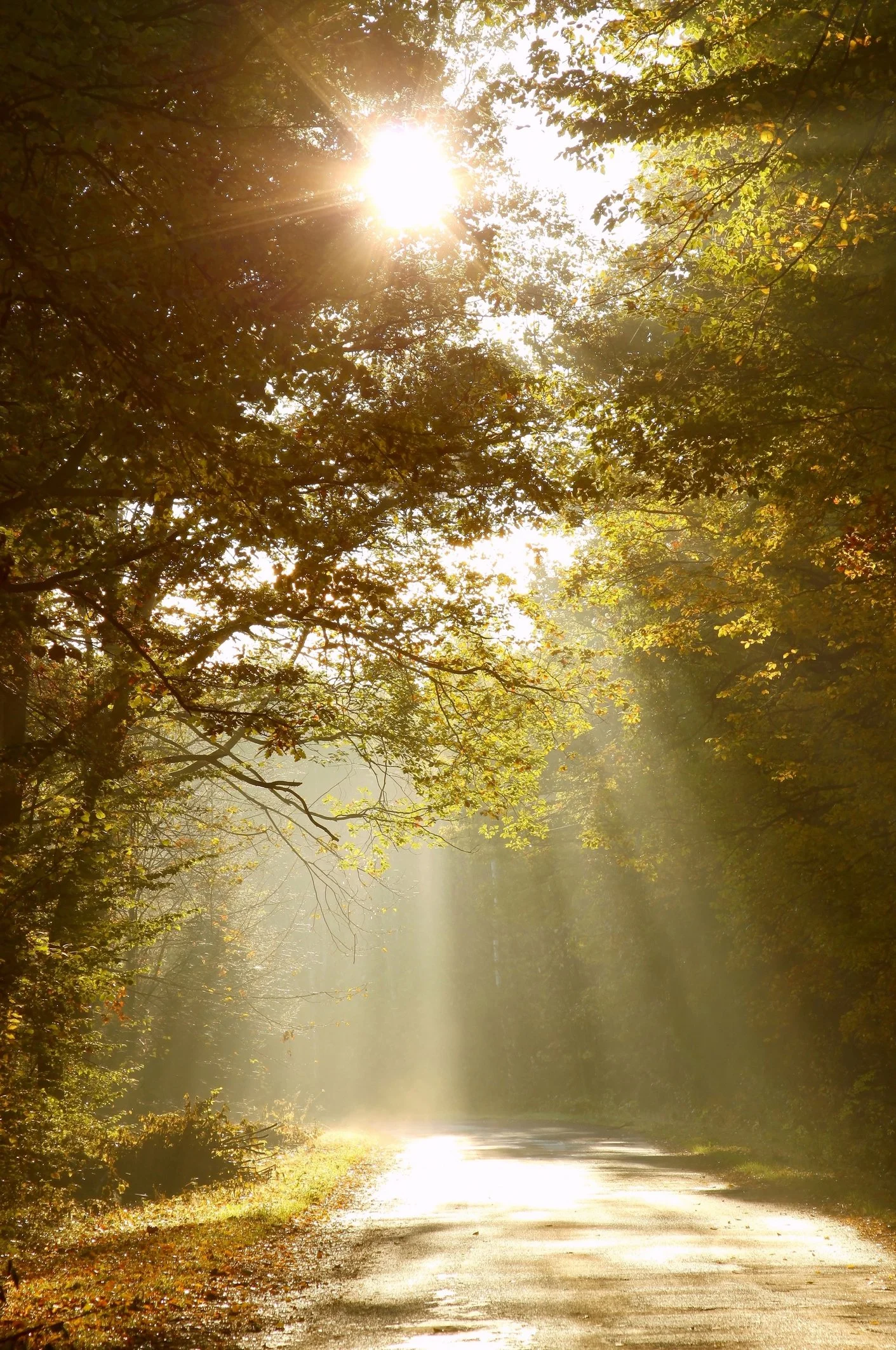 Sun peeking through the trees to shine on a wooded trail in the forest.