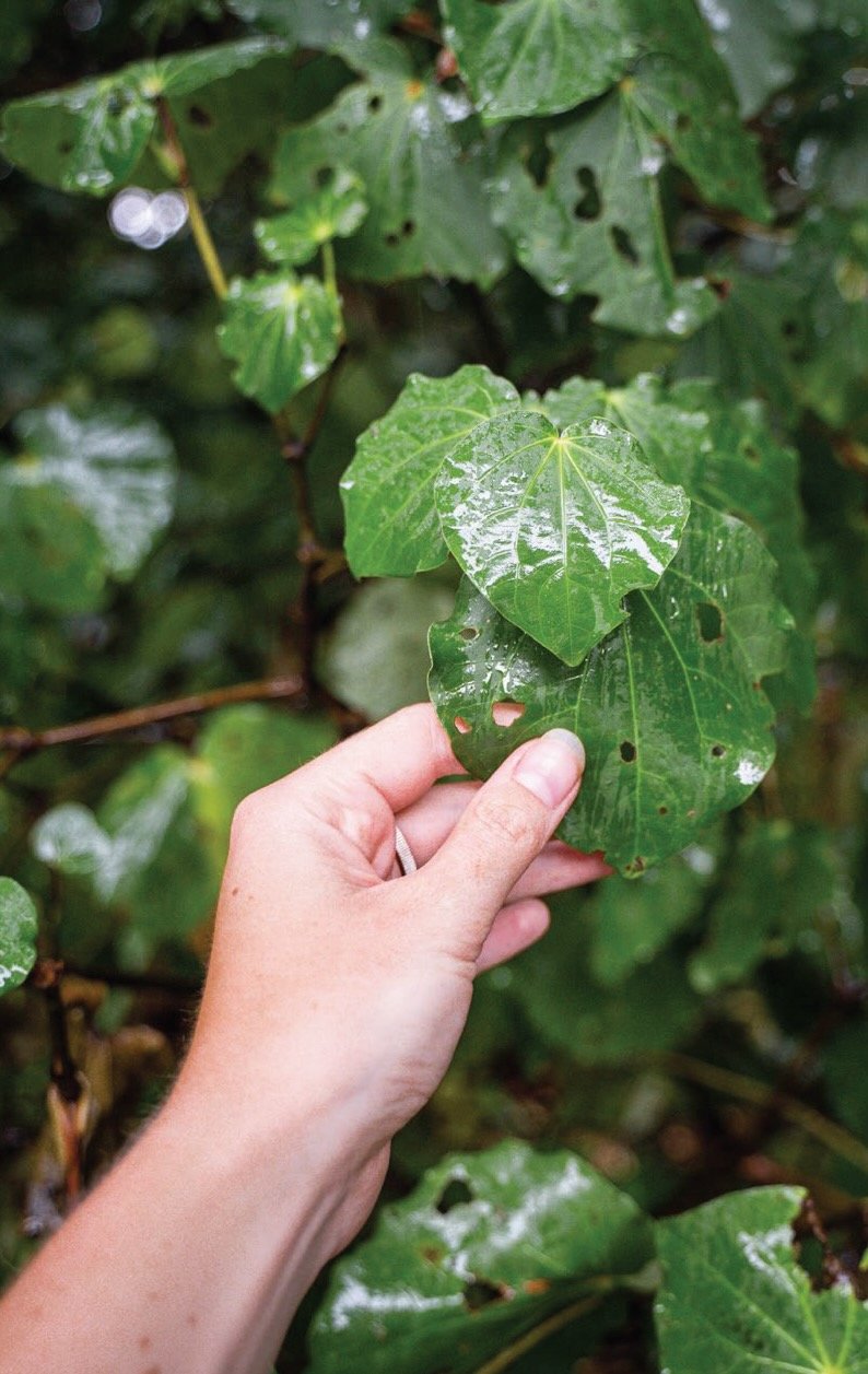 Kawakawa-leaves.jpeg