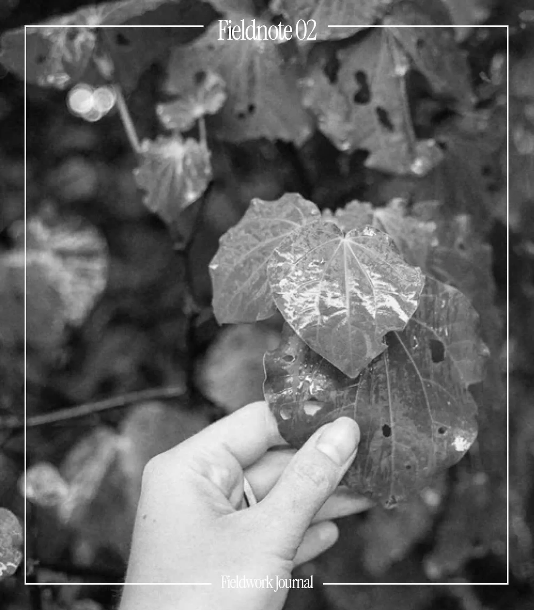 Fieldnote 02 | A Pot of Kawakawa Tea
Musings on foods of the forest. 

Now live and readable at fieldworkjournal.com - link in bio.