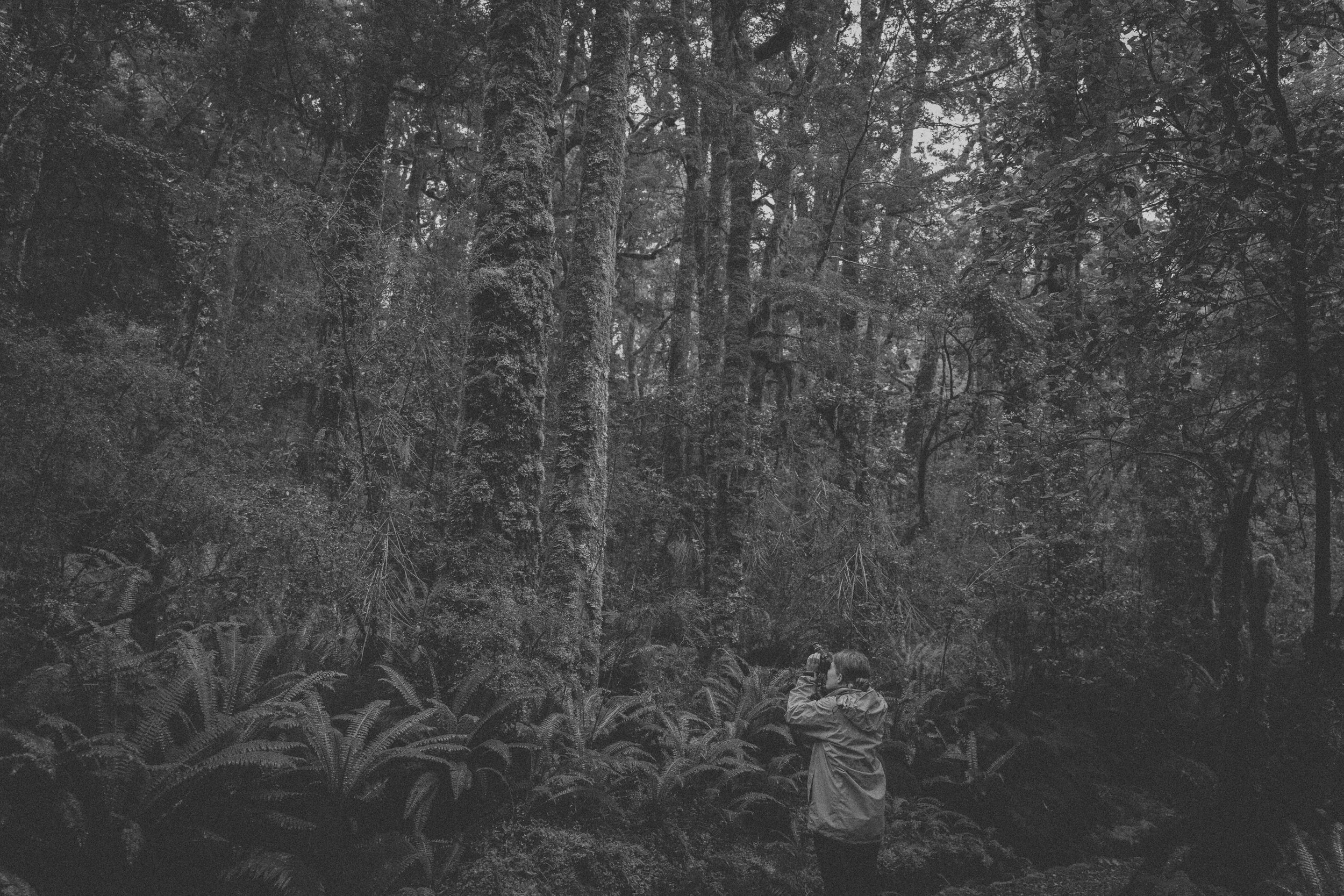 among trees.jpeg