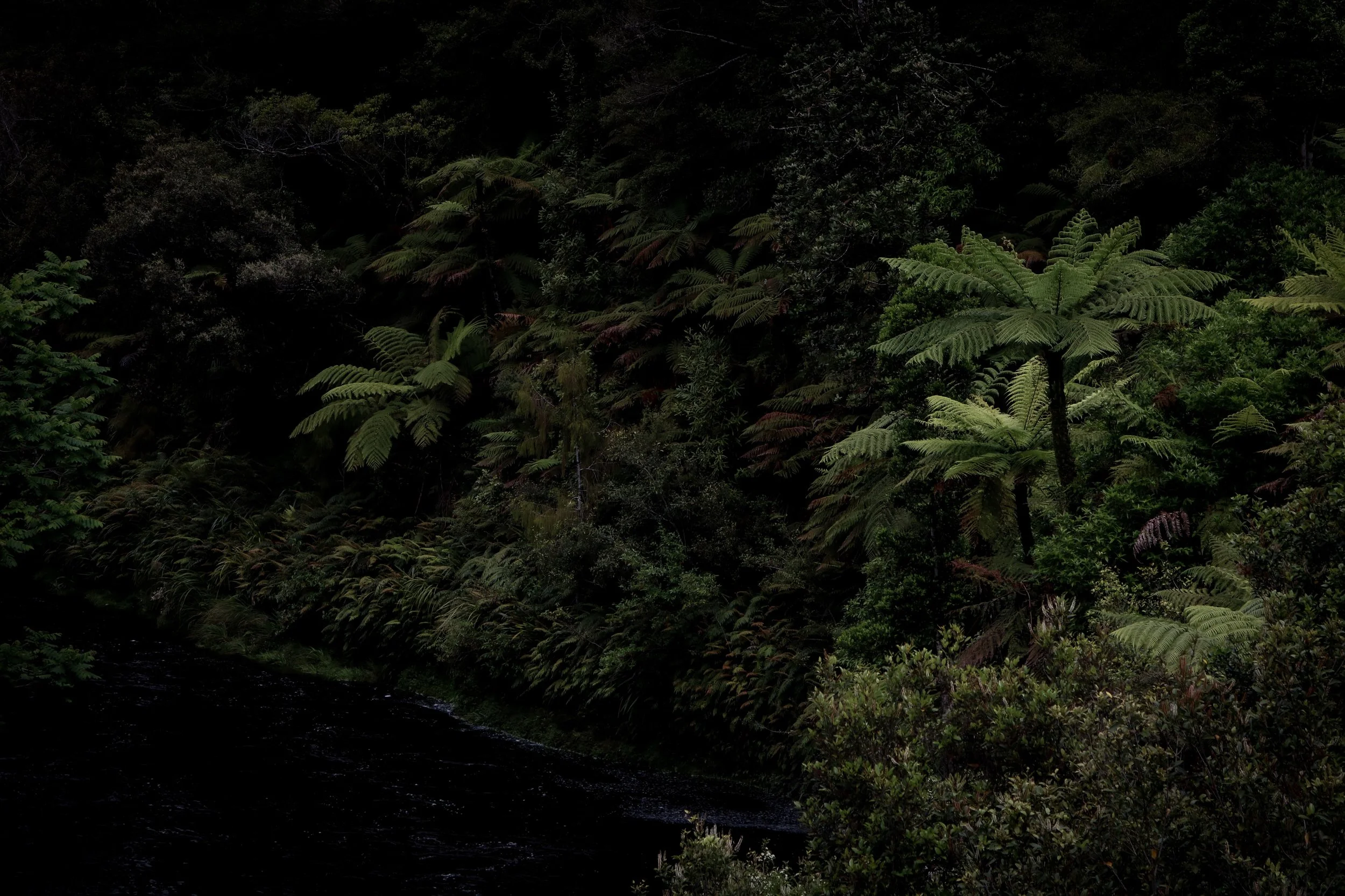 forest.jpeg