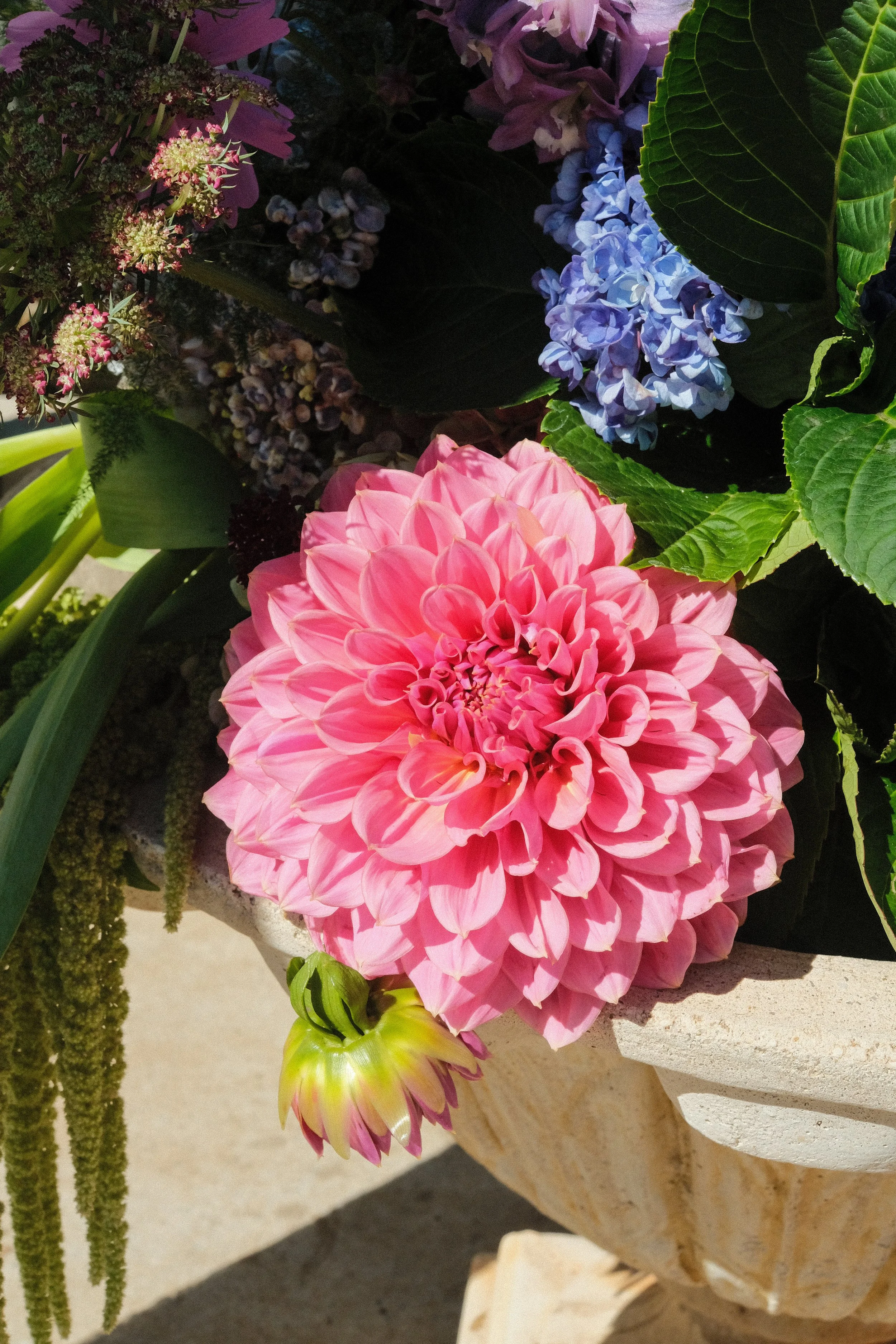 Pink dahlia flower in a stone flowerpot along with purple and blue hydrangeas, green leaves, and trailing green plants.