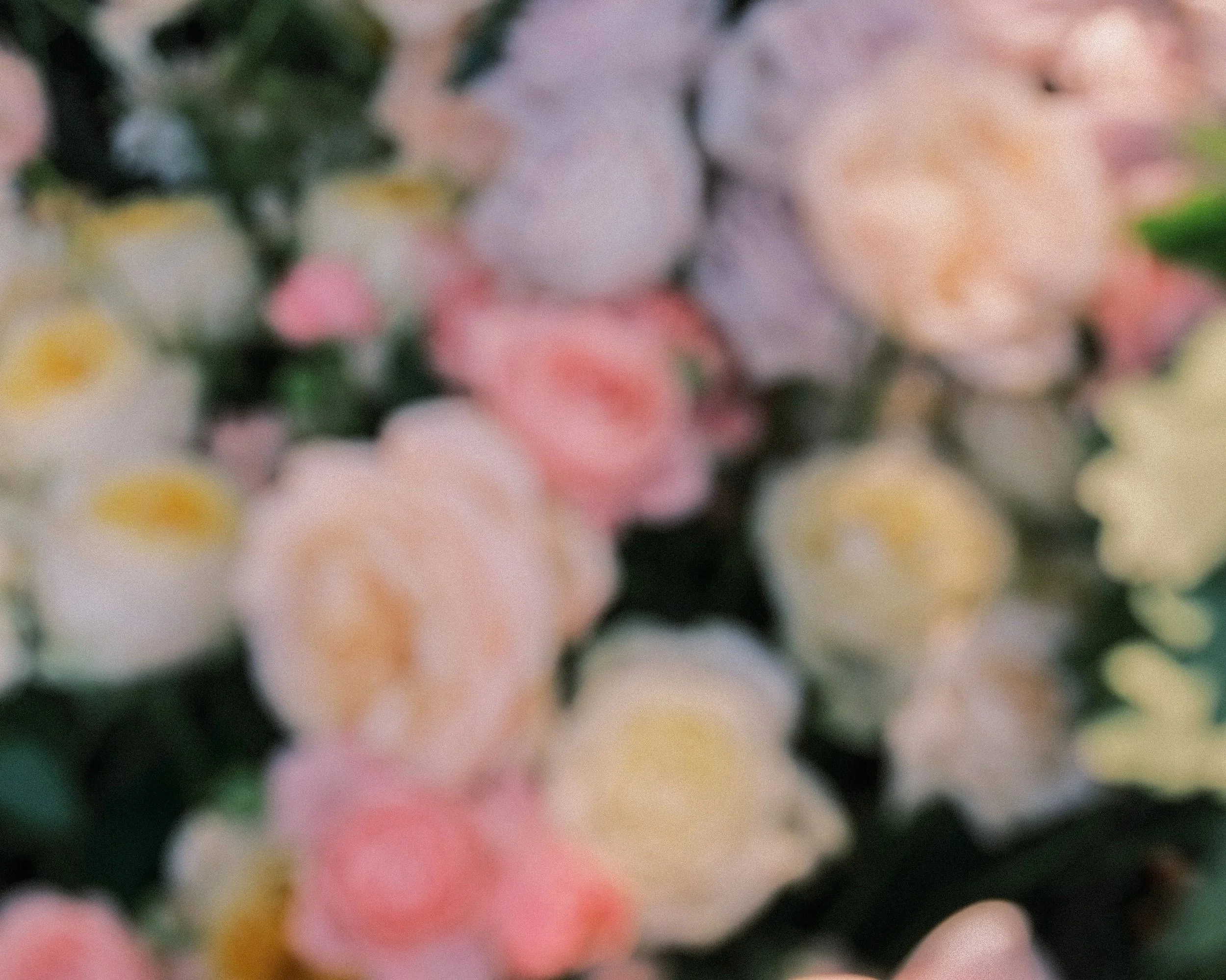 Blurred close-up of colorful flowers with pink, yellow, and white petals, and green leaves in the background.