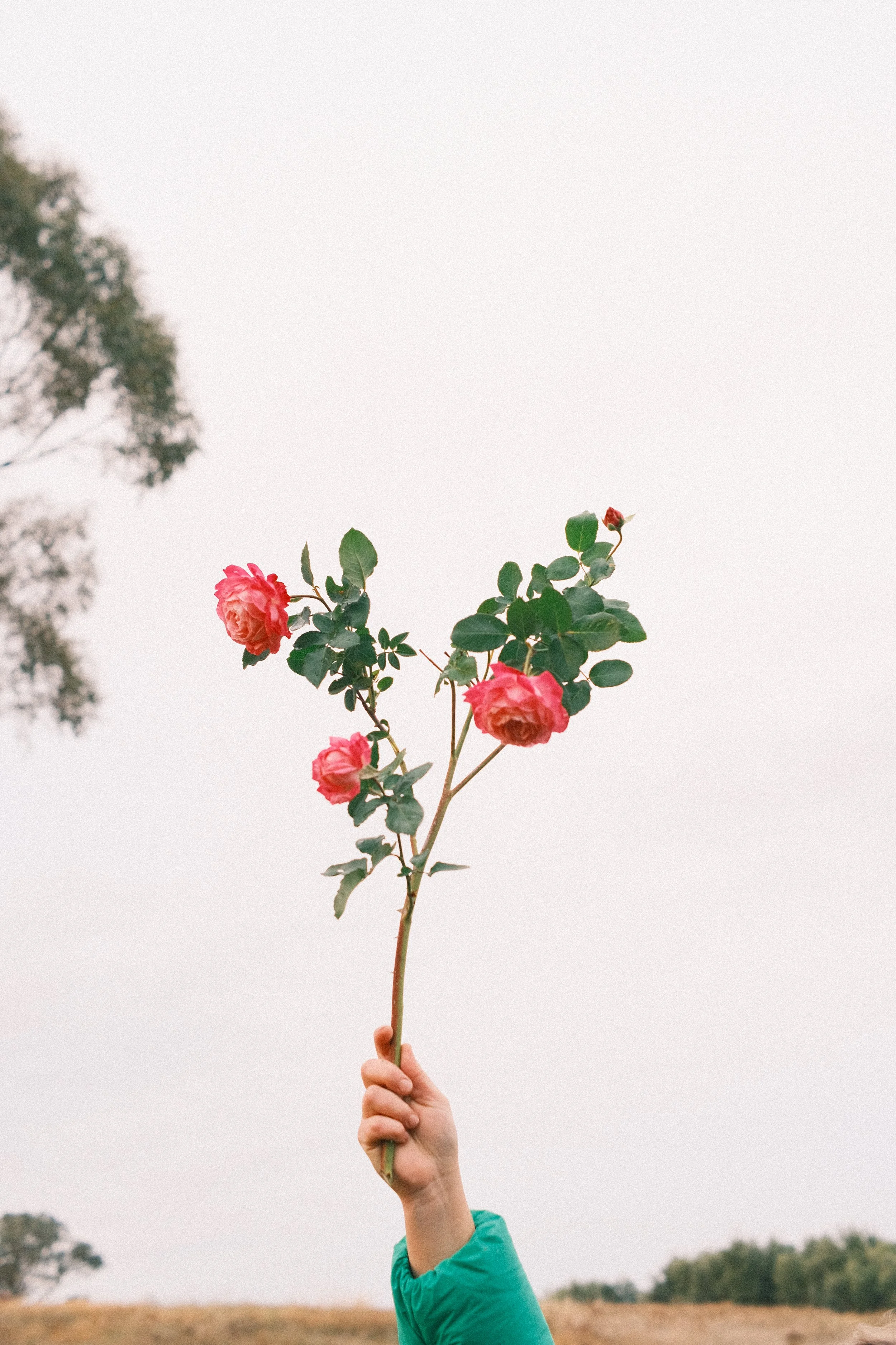 Person holding a pink rose flower on a thin stem against a pale sky background.