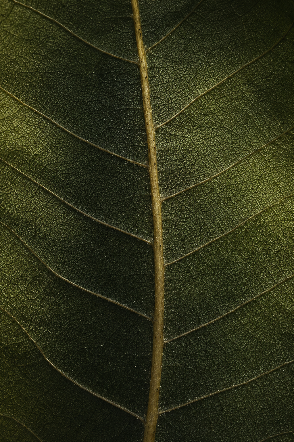 Close-up of a green tree leaf showing detailed veins and texture.