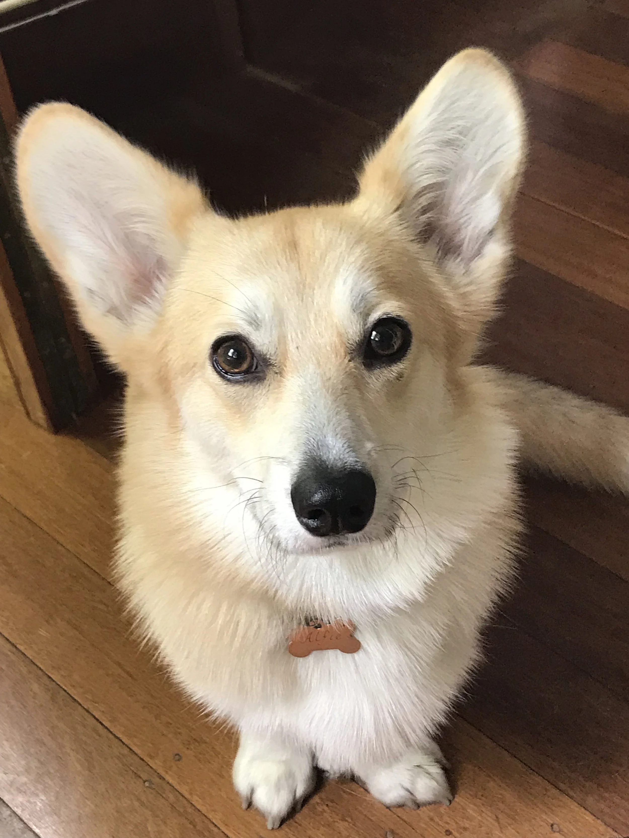A Pembroke Corgi support dog