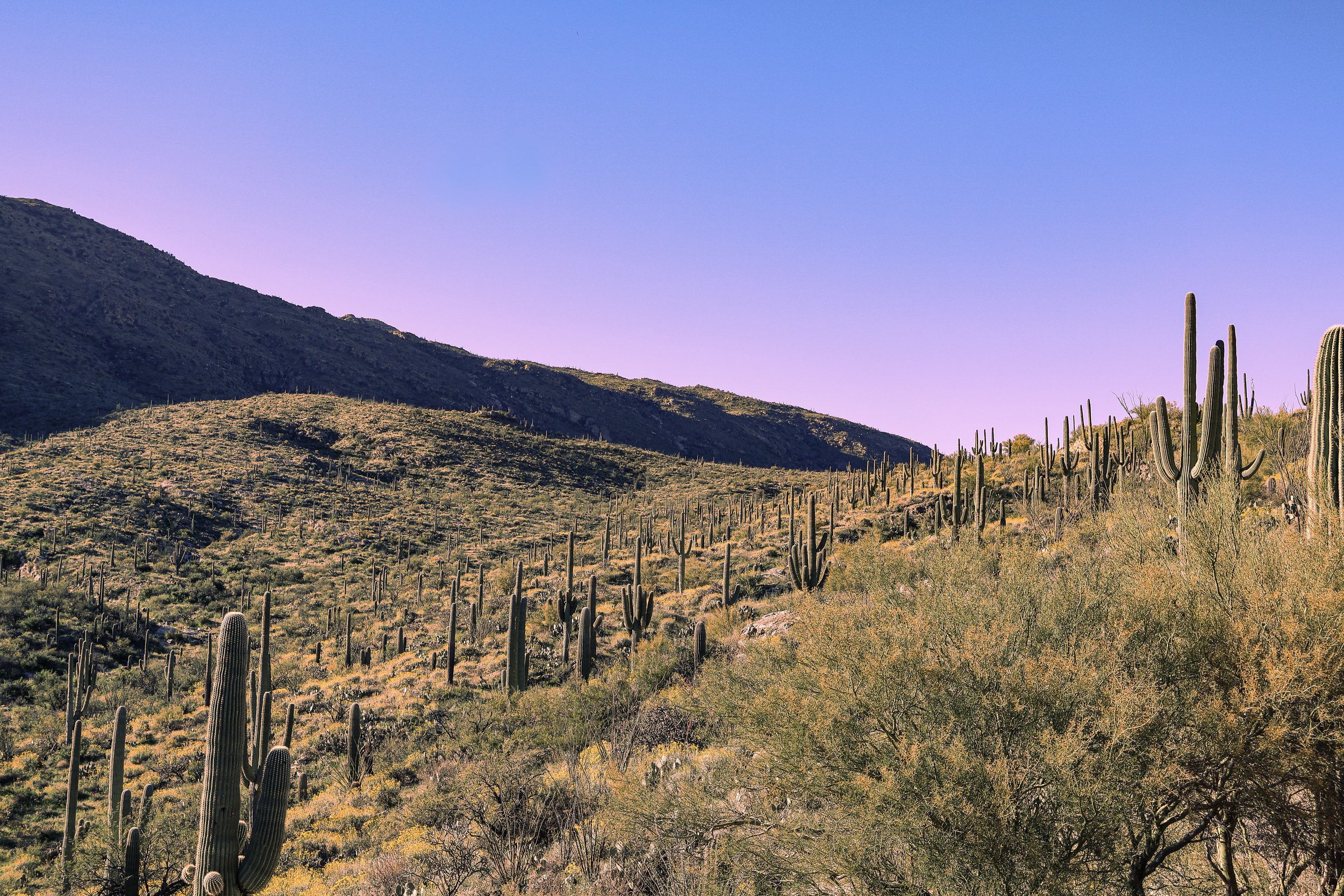 Arizona