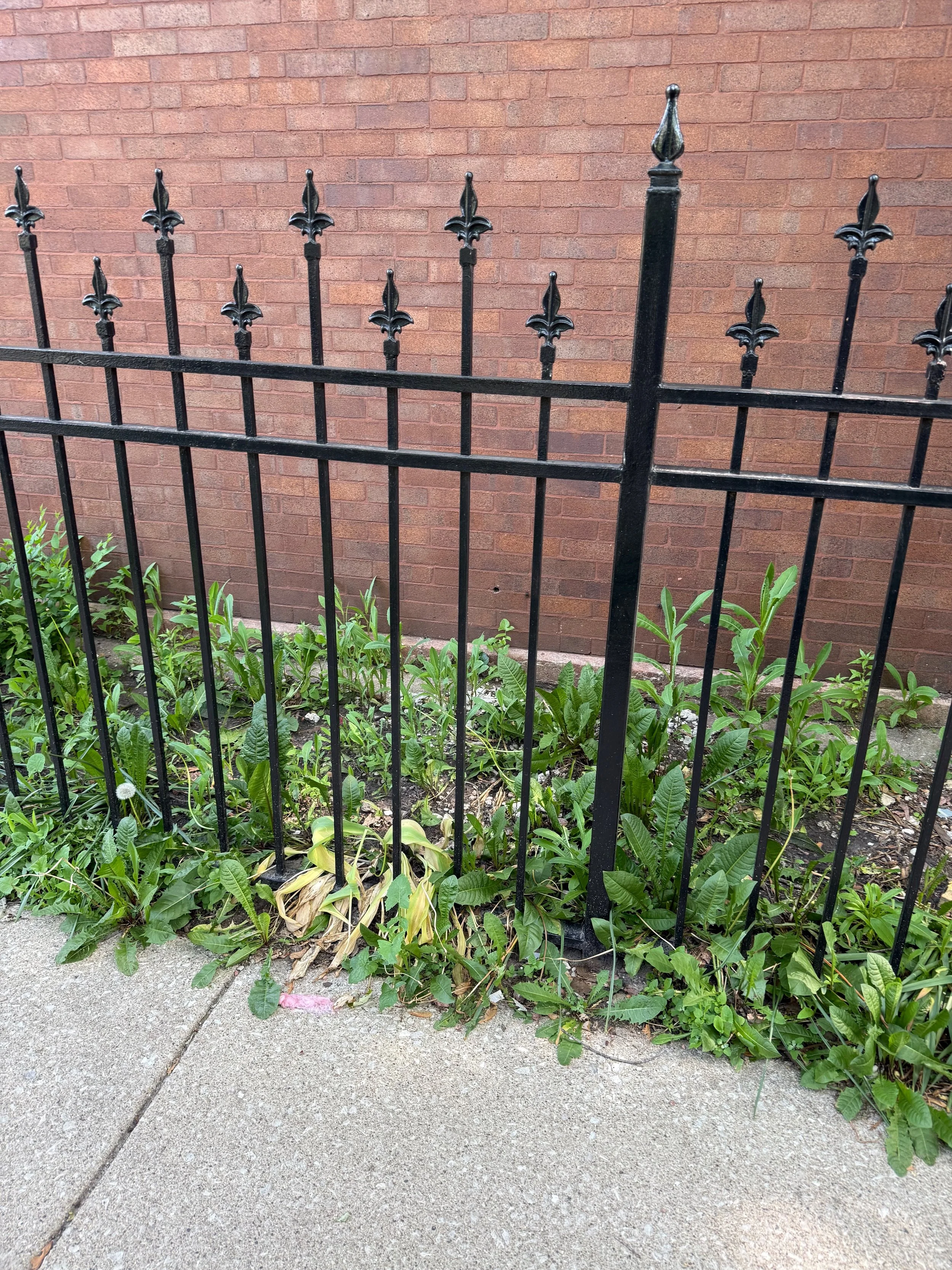 Black metal fence with decorative fleur-de-lis finials in front of a brick wall, with green plants growing at the base of the fence along a concrete sidewalk.
