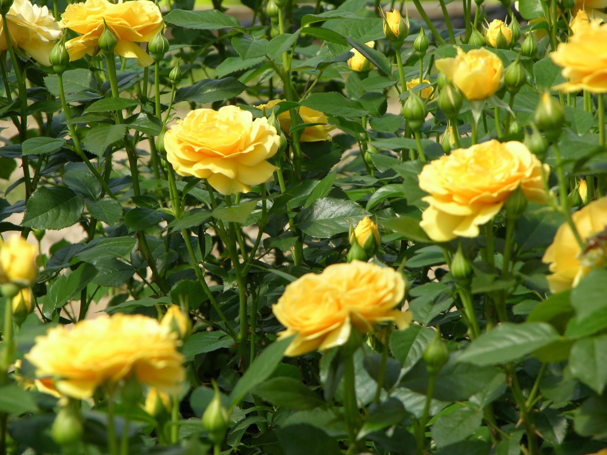 lmg-roses7.jpg