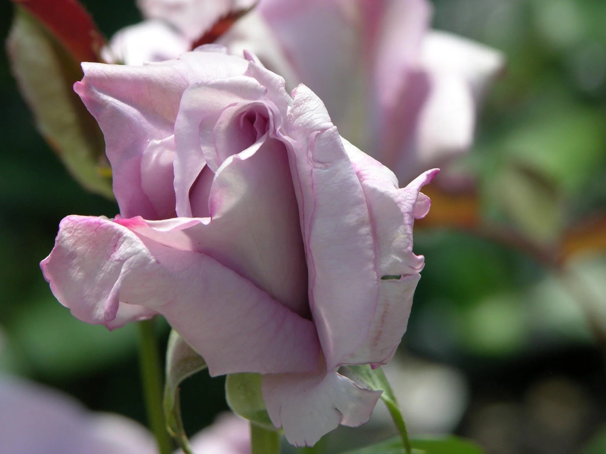 lmg-roses9.jpg