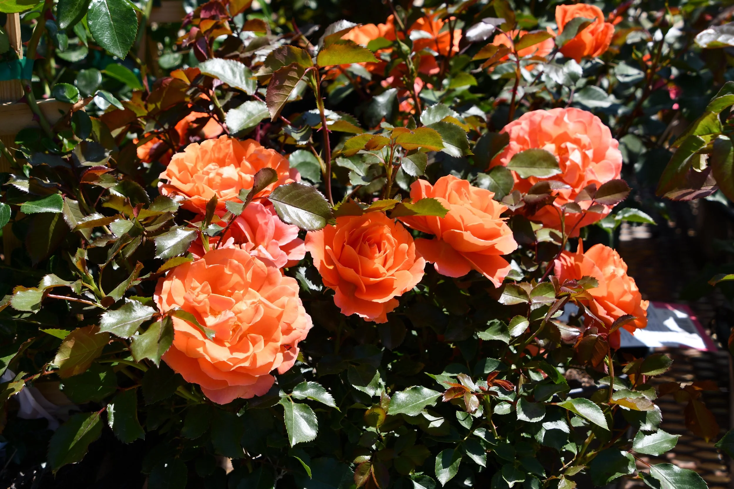 lmg-roses5.jpg