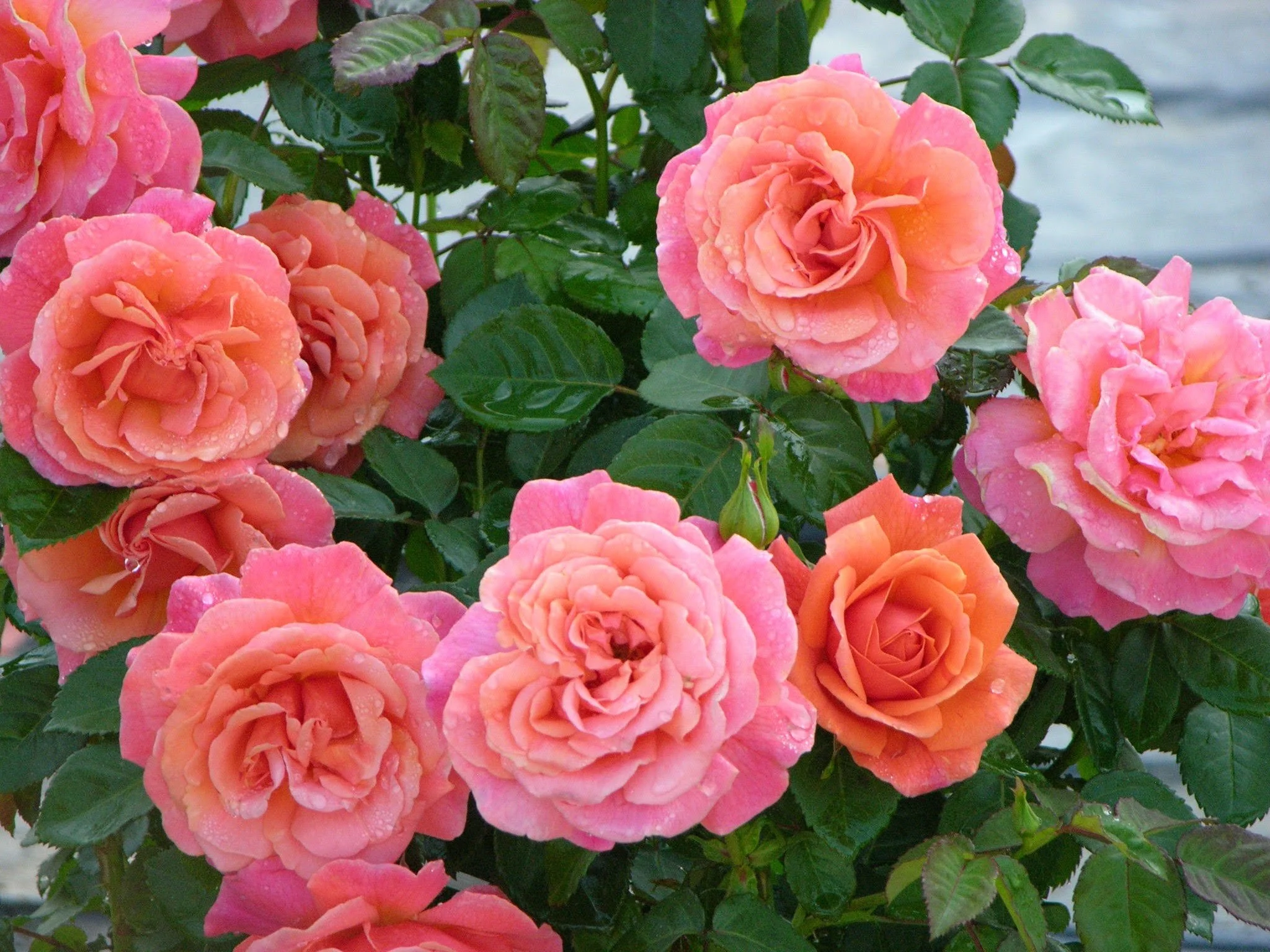 lmg-roses8.jpg