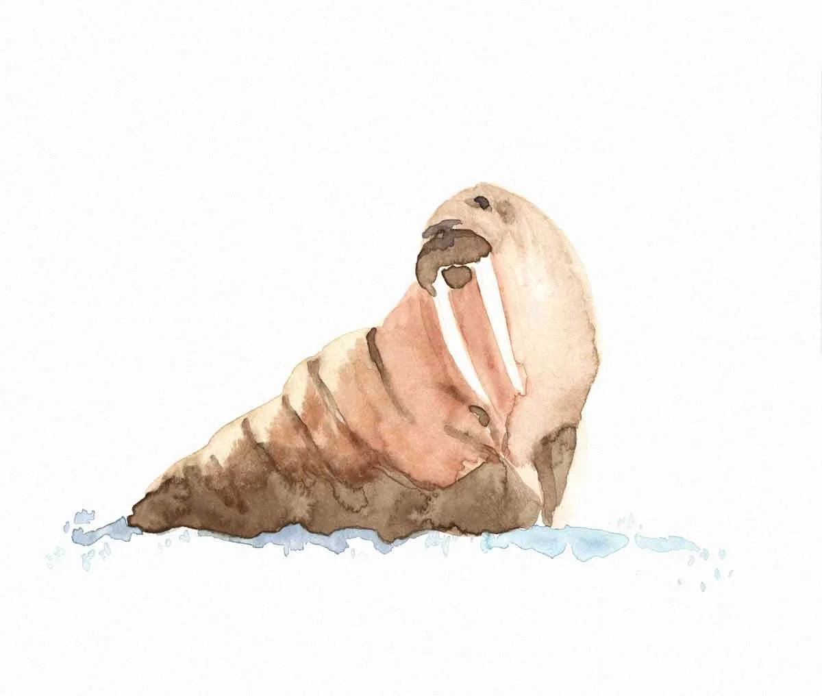 Walrus.jpg
