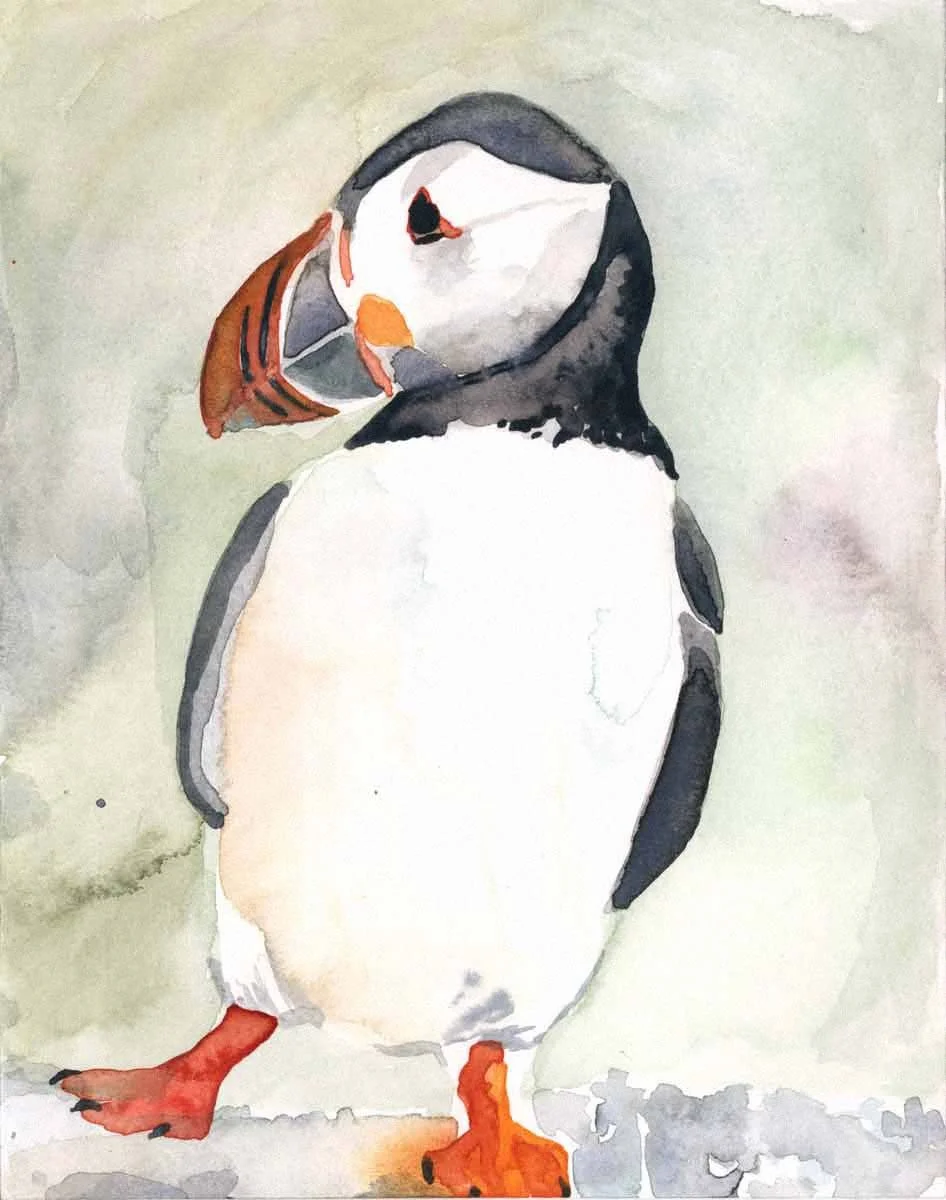 Puffin.jpg