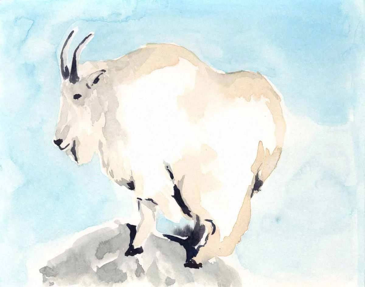 Mountain-goat.jpg