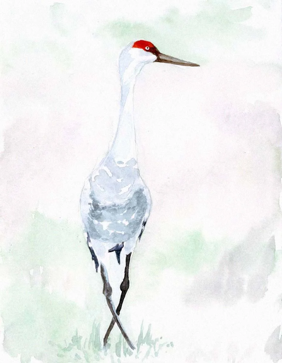 Sandhill-crane.jpg