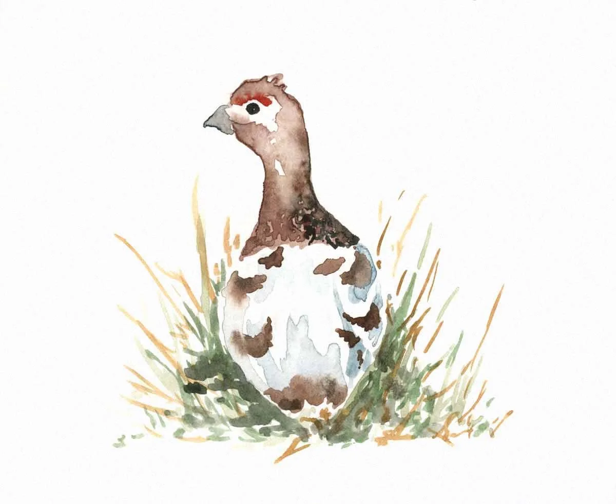 Ptarmigan.jpg