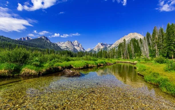 A clear stream flowing through a lush green valley with pine trees and mountain peaks in the background under a blue sky with some clouds.