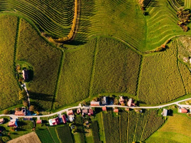 Aerial view of green vineyards and small houses along a winding road.