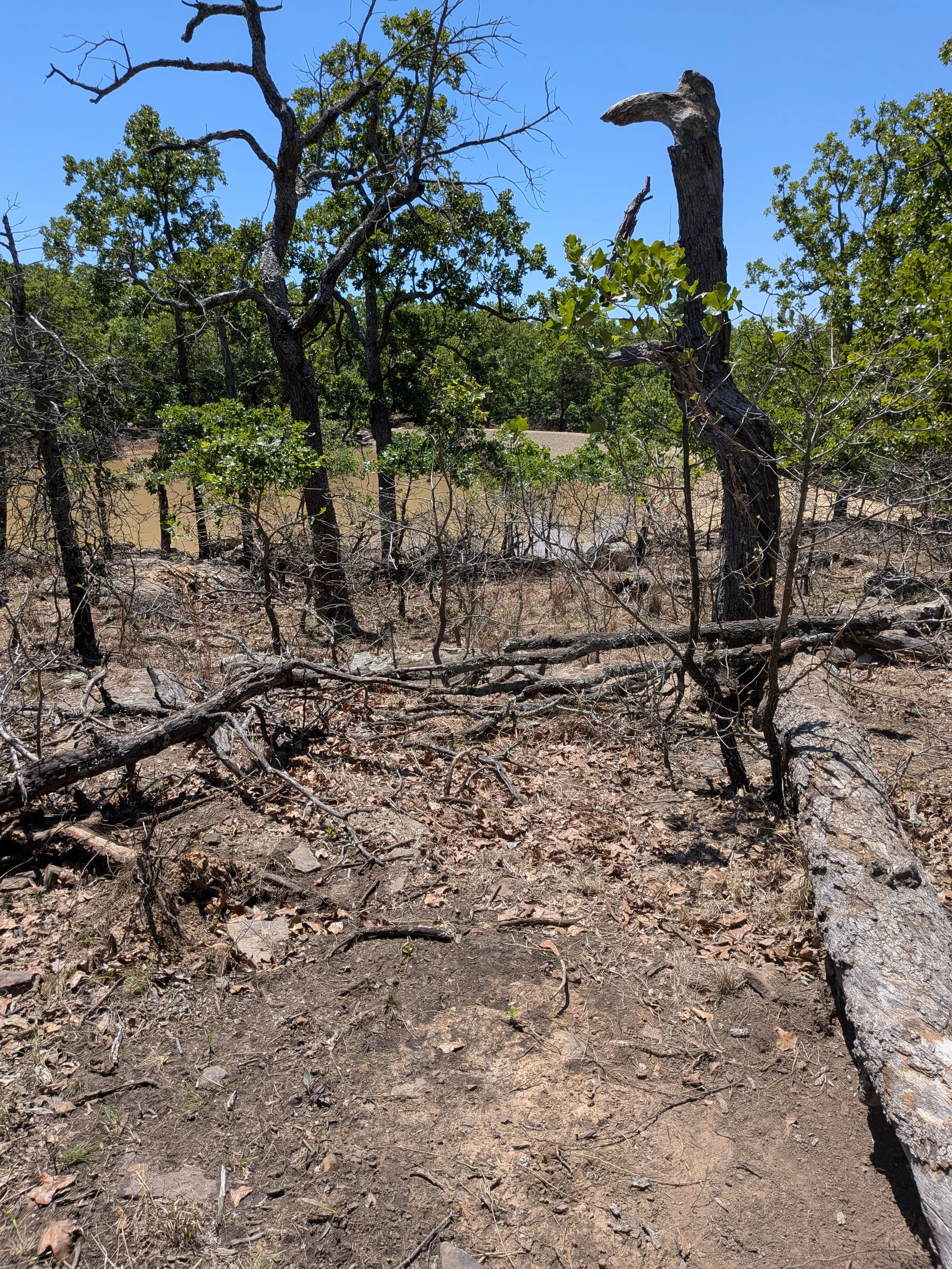 A forested area with several trees, some green and some dead or leafless, with dry ground and fallen branches, under a clear blue sky.