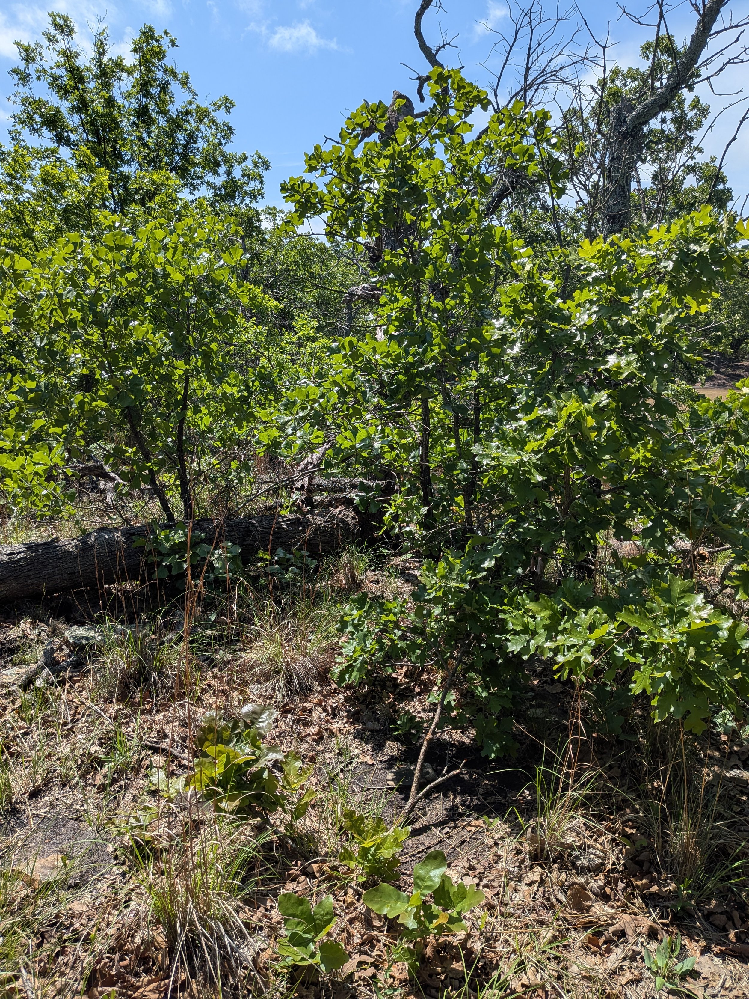 A forest scene with green leafy trees, dry grass, and a fallen log on the ground, under a blue sky with some clouds.