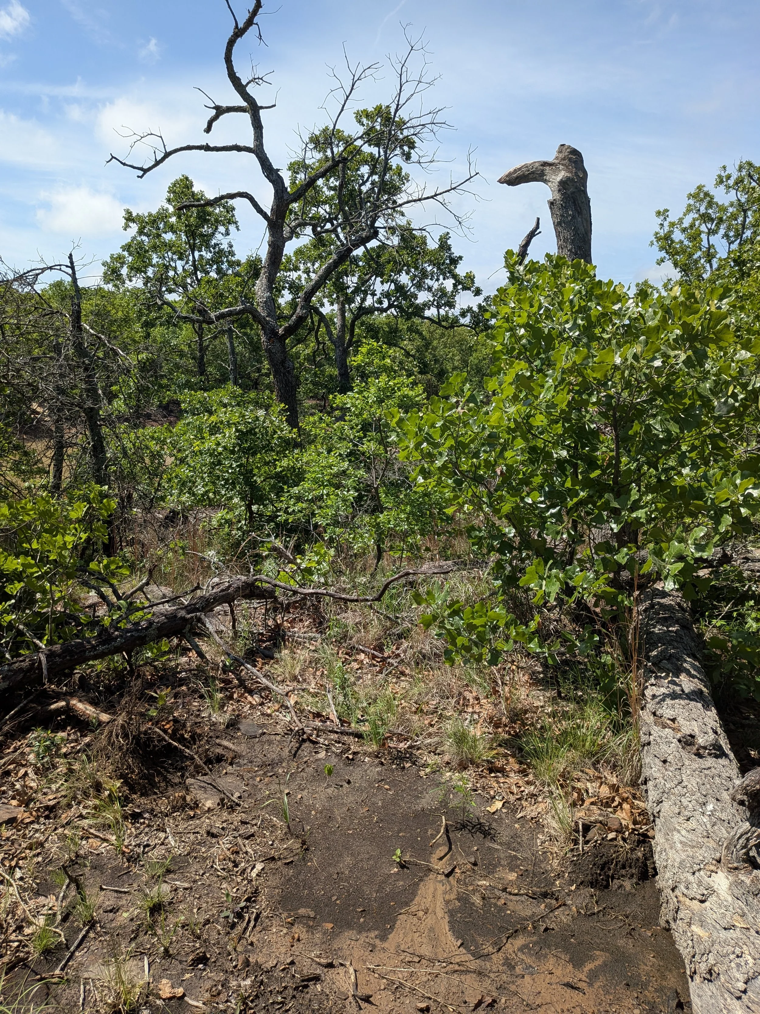 A dirt trail surrounded by green bushes, with a dead tree and a large, crooked tree branch visible against a blue sky.