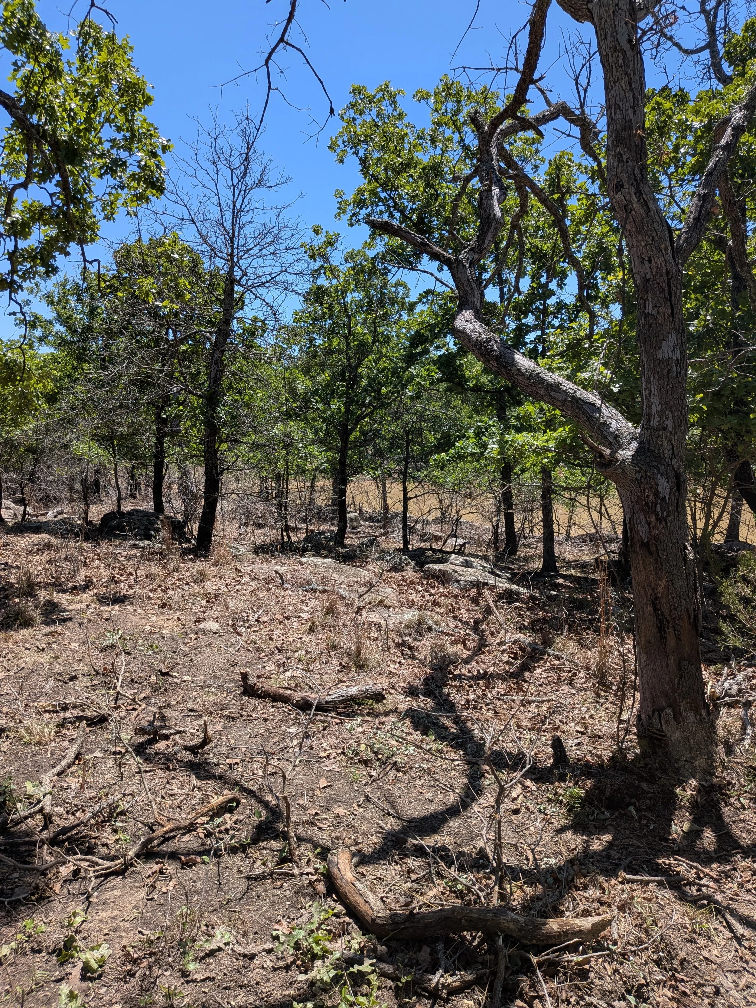 A dry forest with sparse green foliage on trees, some fallen branches on the ground, and a clear blue sky overhead.
