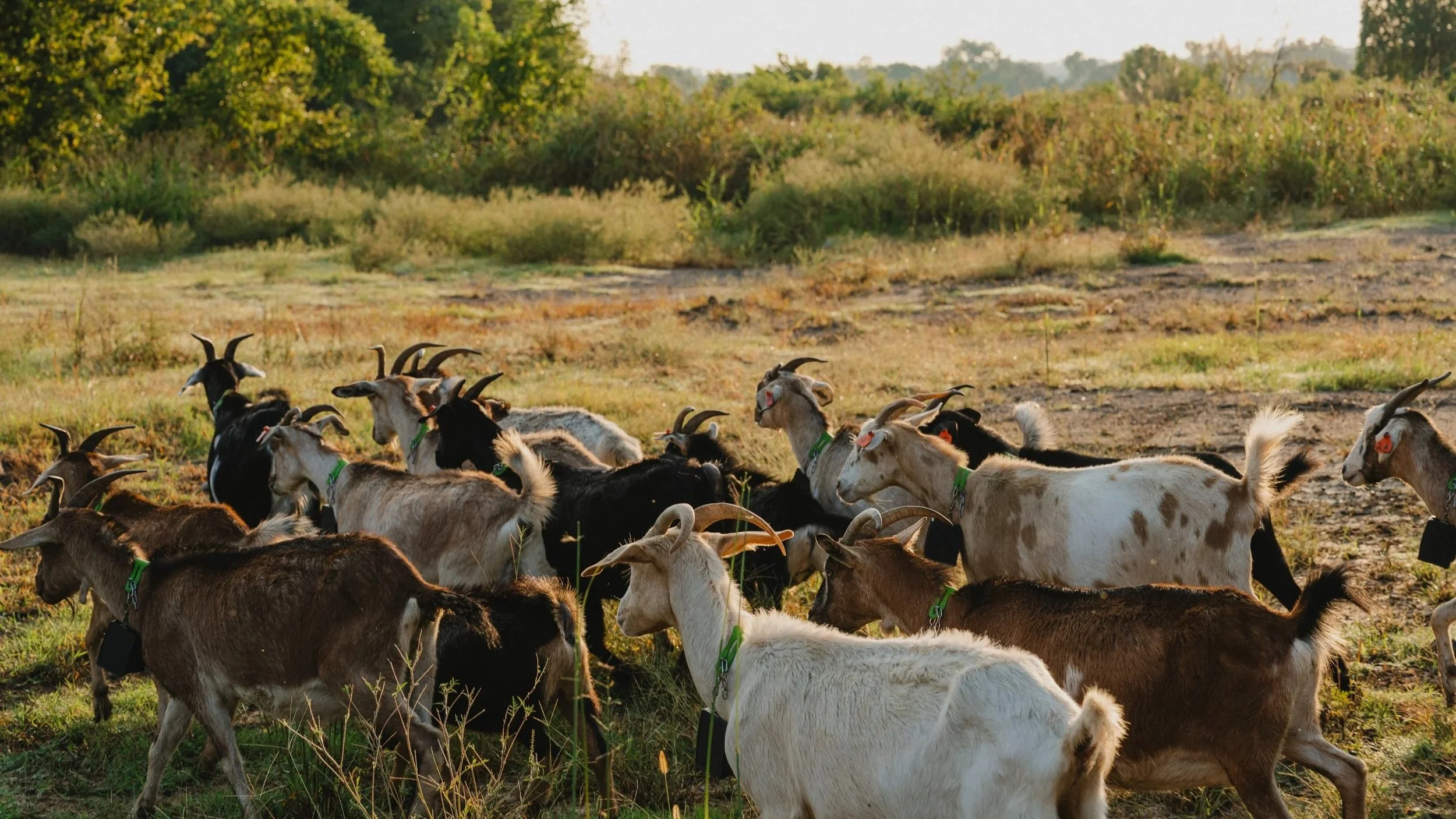 A herd of goats with tags and collars grazing in a field with trees in the background during sunset.