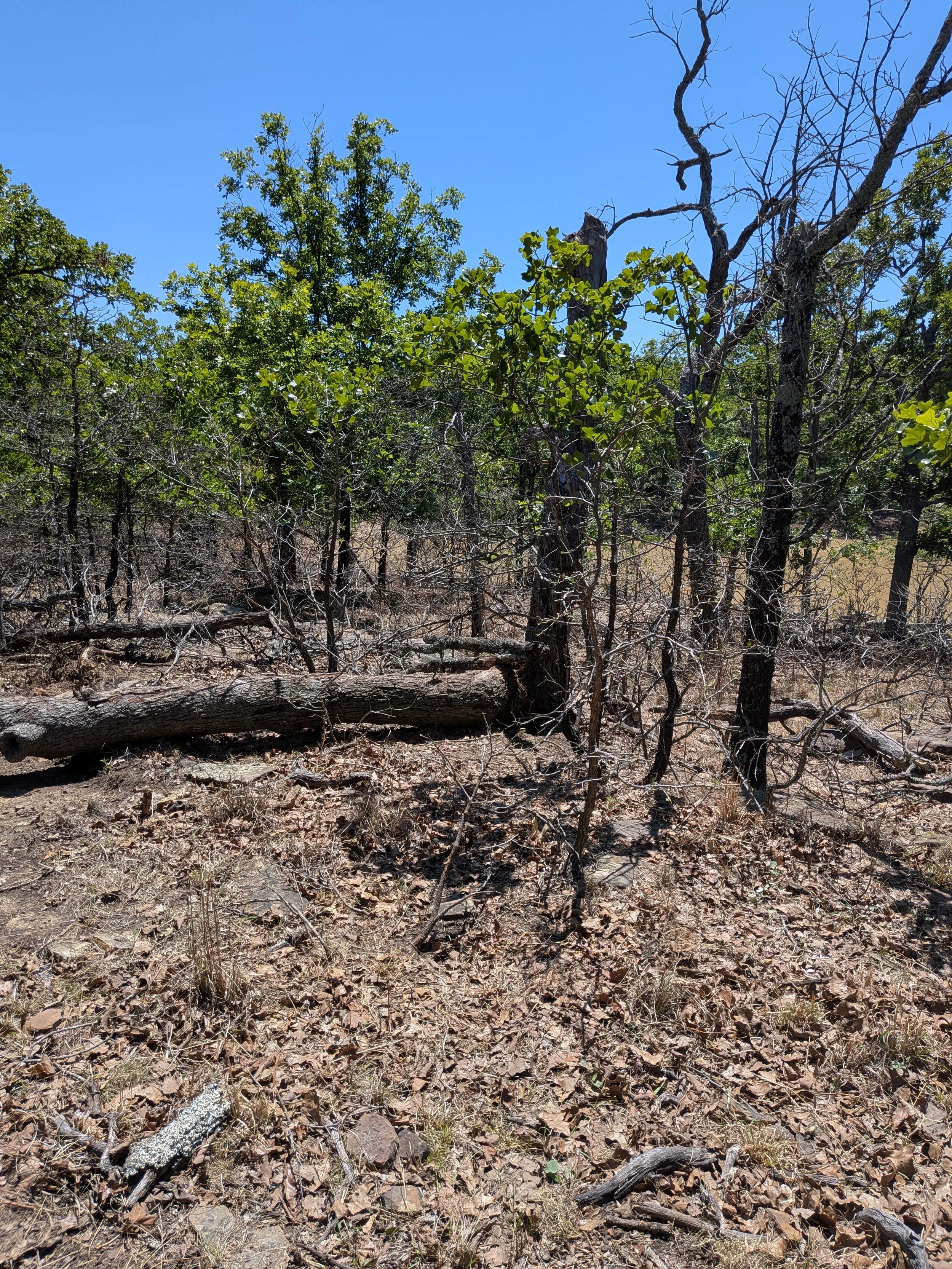 Dry and leaf-covered ground with fallen branches, small plants, and green trees against a clear blue sky.