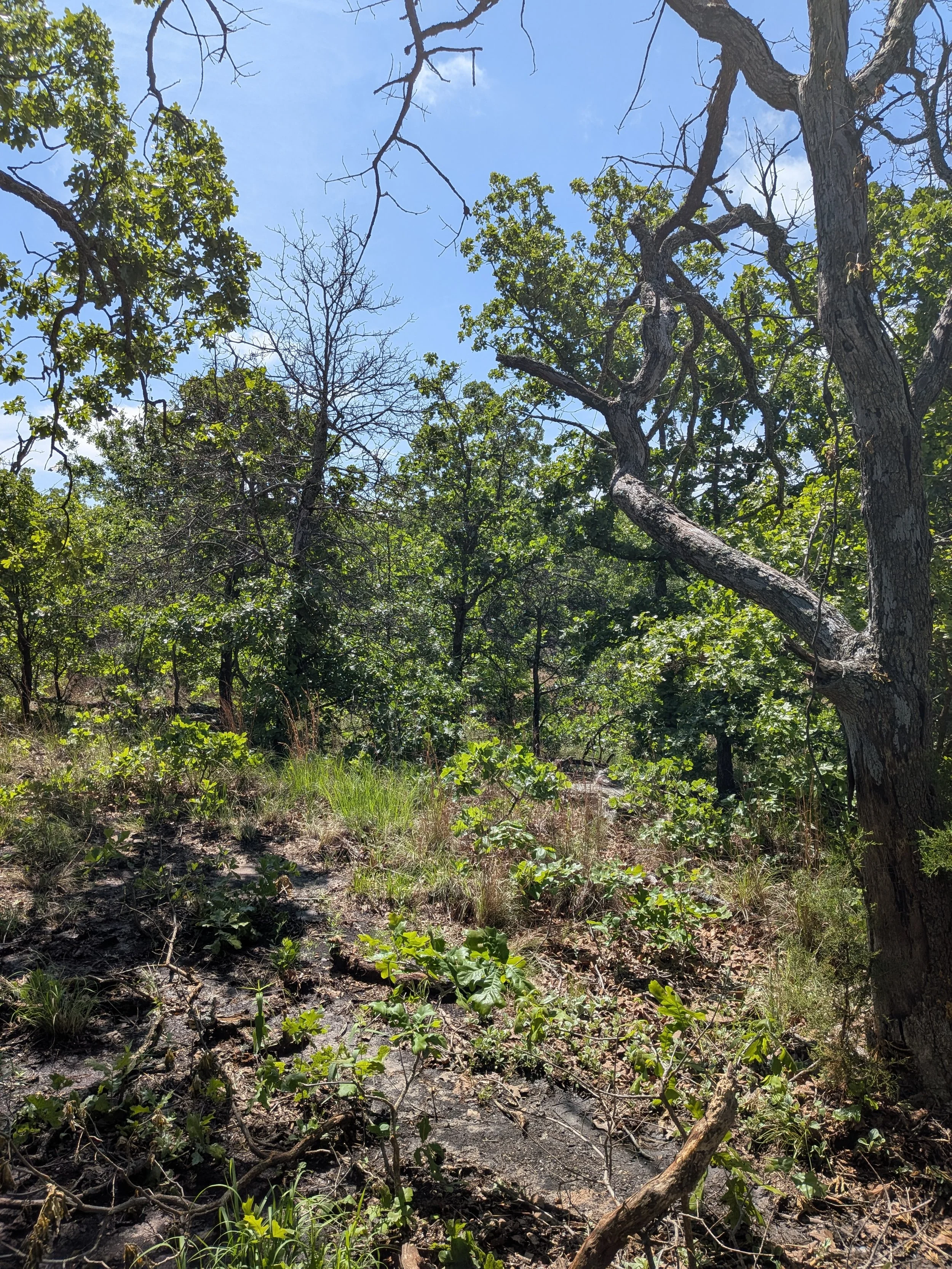 A forest scene with a mix of green and leafless trees under a blue sky.
