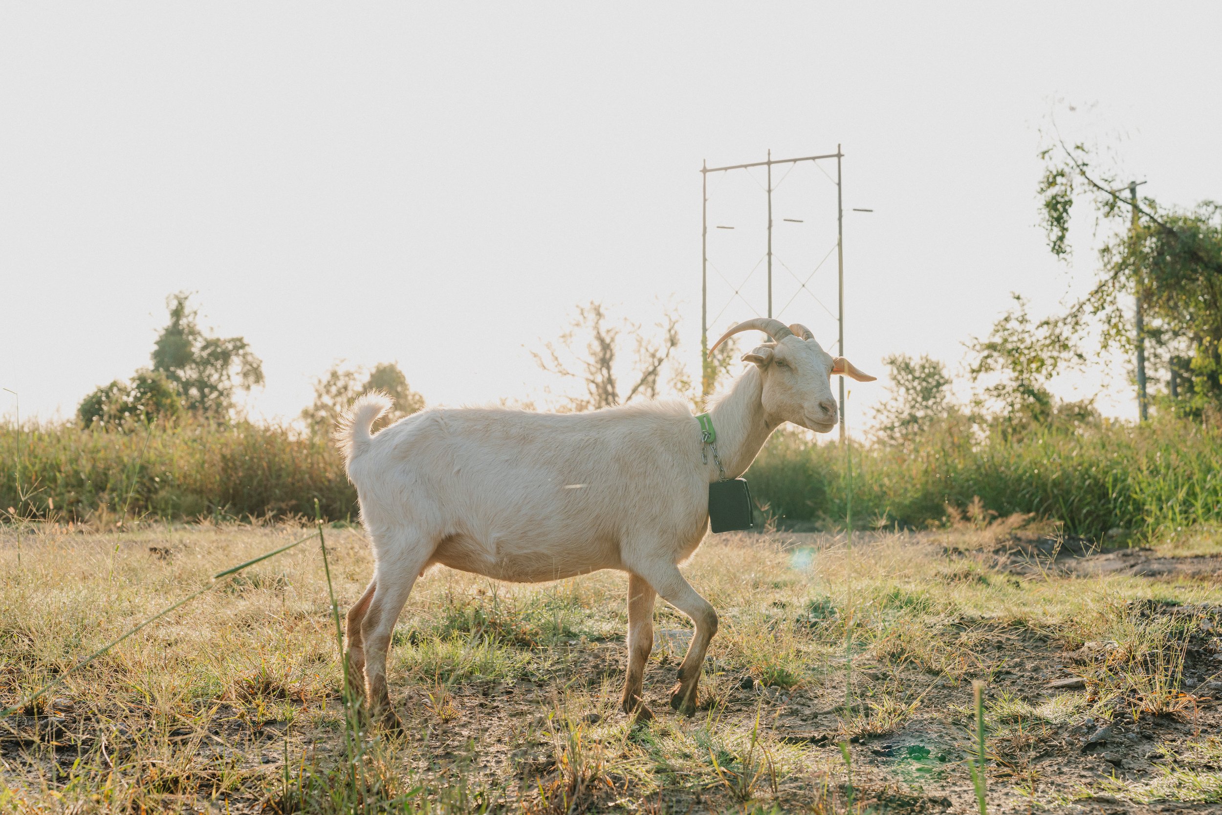 A white goat with a green collar walking on grassy land, with trees and a utility pole in the background, during daylight.