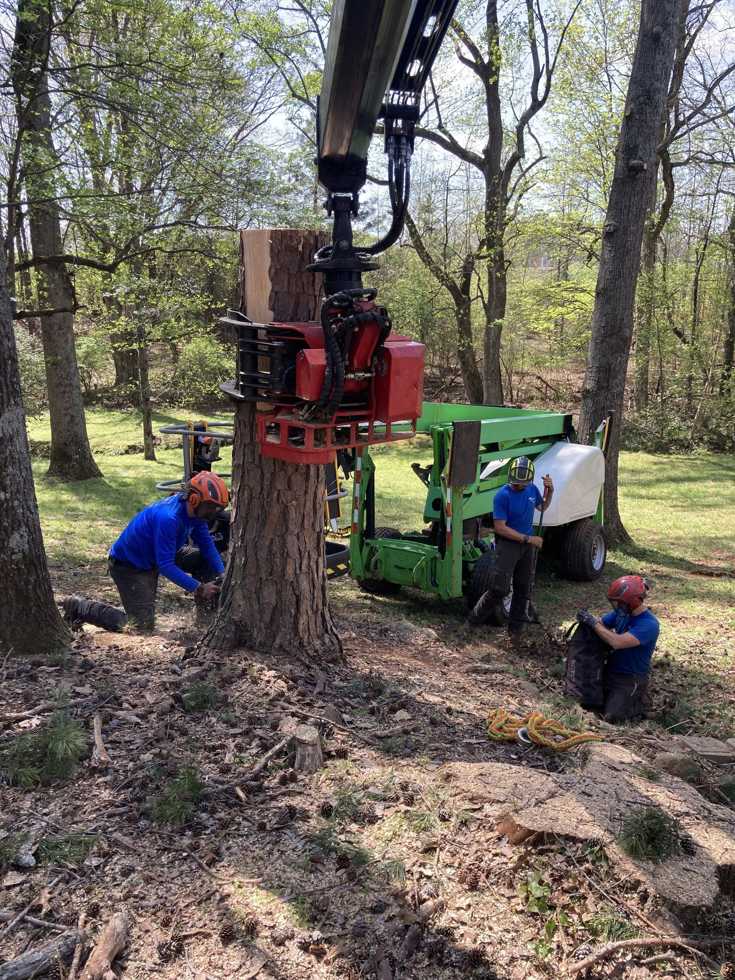 Workers using a hydraulic lift to cut down a tall tree in a wooded area, with chains and ropes on the ground.