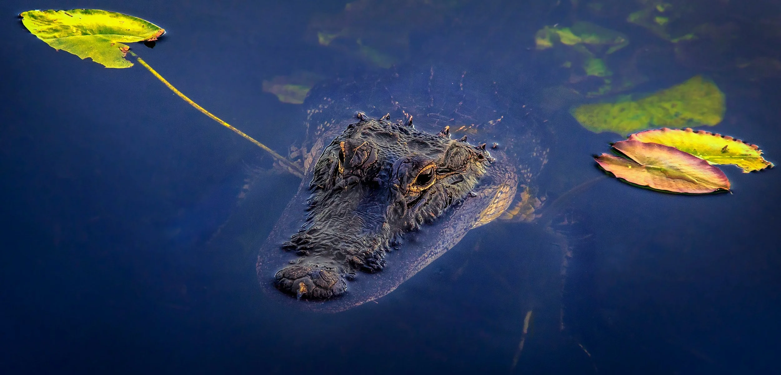 An alligator partially submerged in water with lily pads floating nearby.