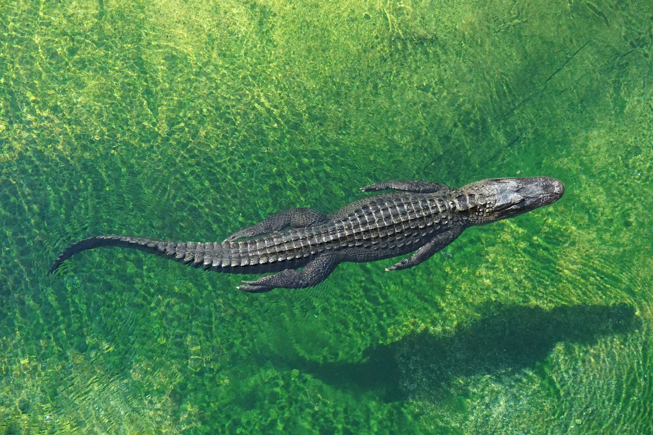 An aerial view of a crocodile swimming in clear green water.