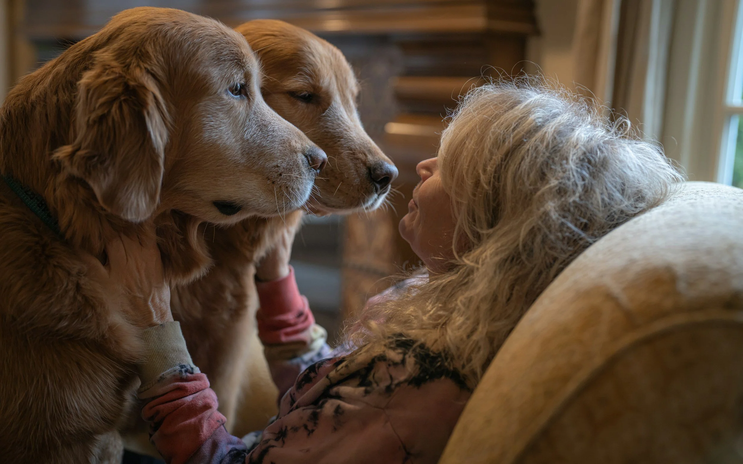 golden retrievers with loving,  elderly