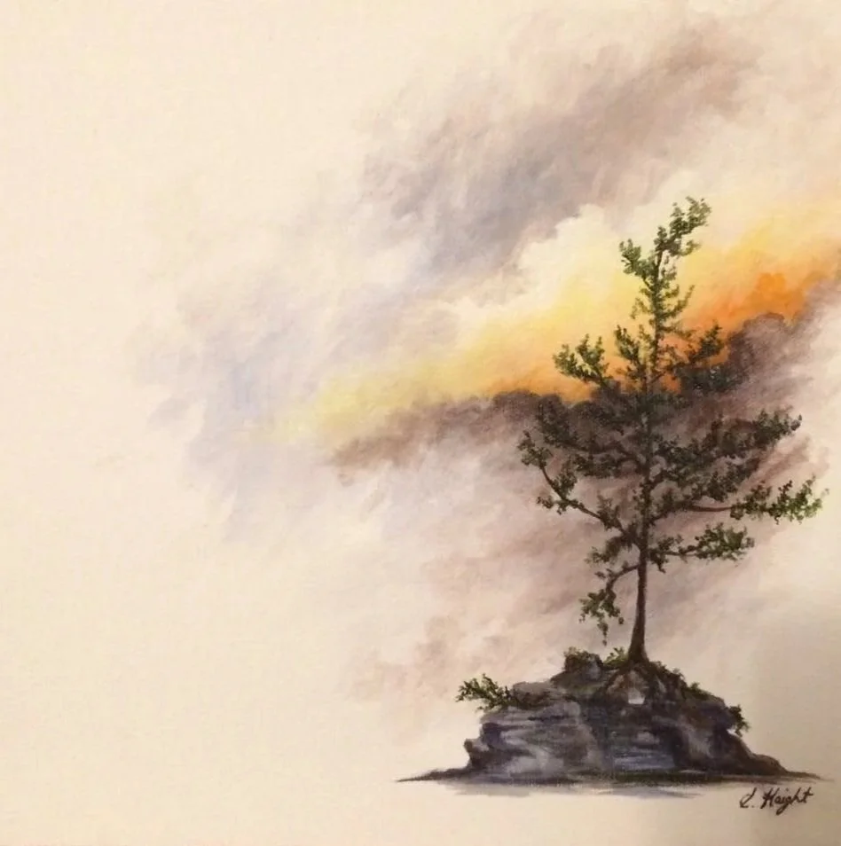 Red Sky Pine | Acrylic on Canvas | 12"x 12"