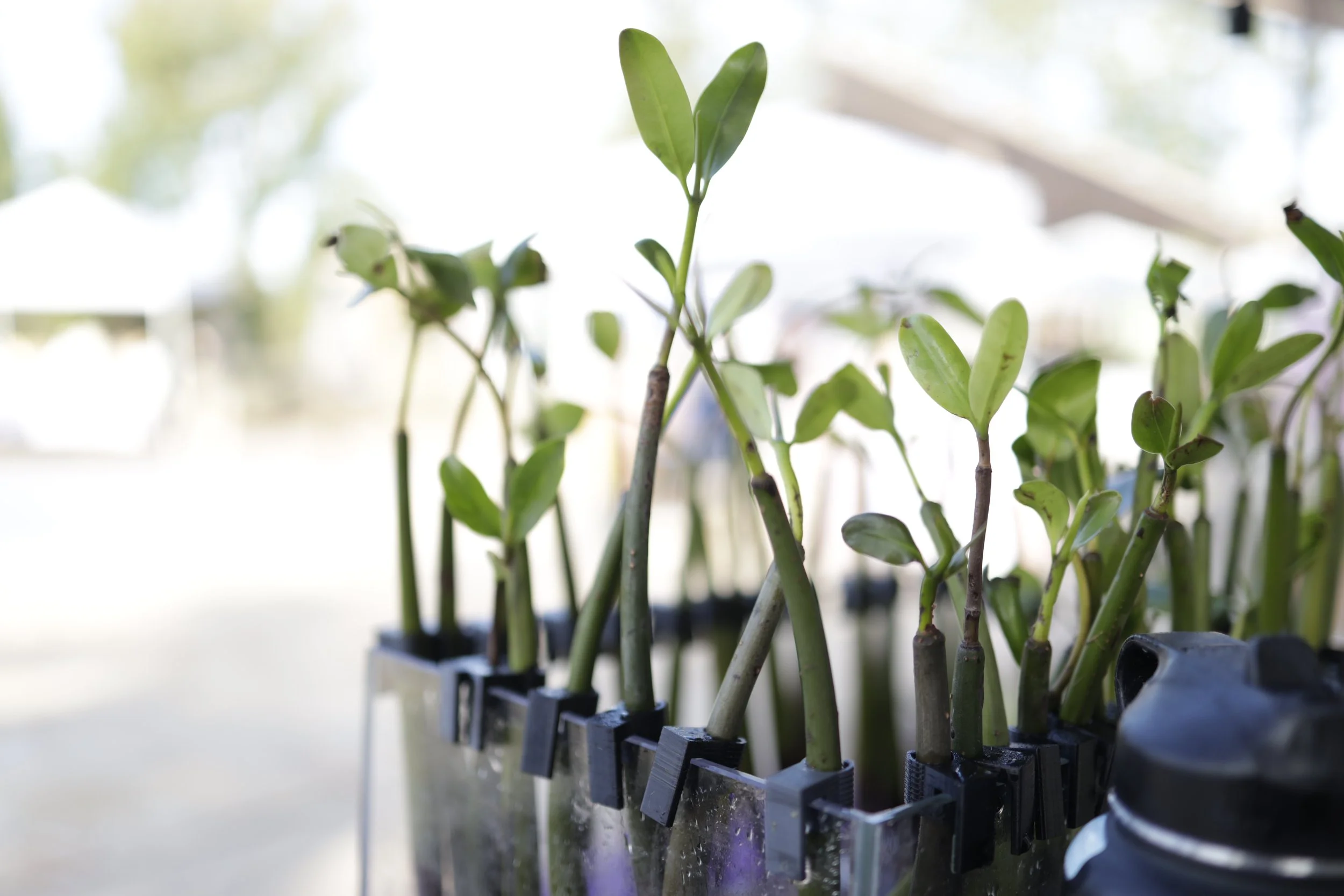 Hawaiian Red Mangrove (Rhizophora mangle)
