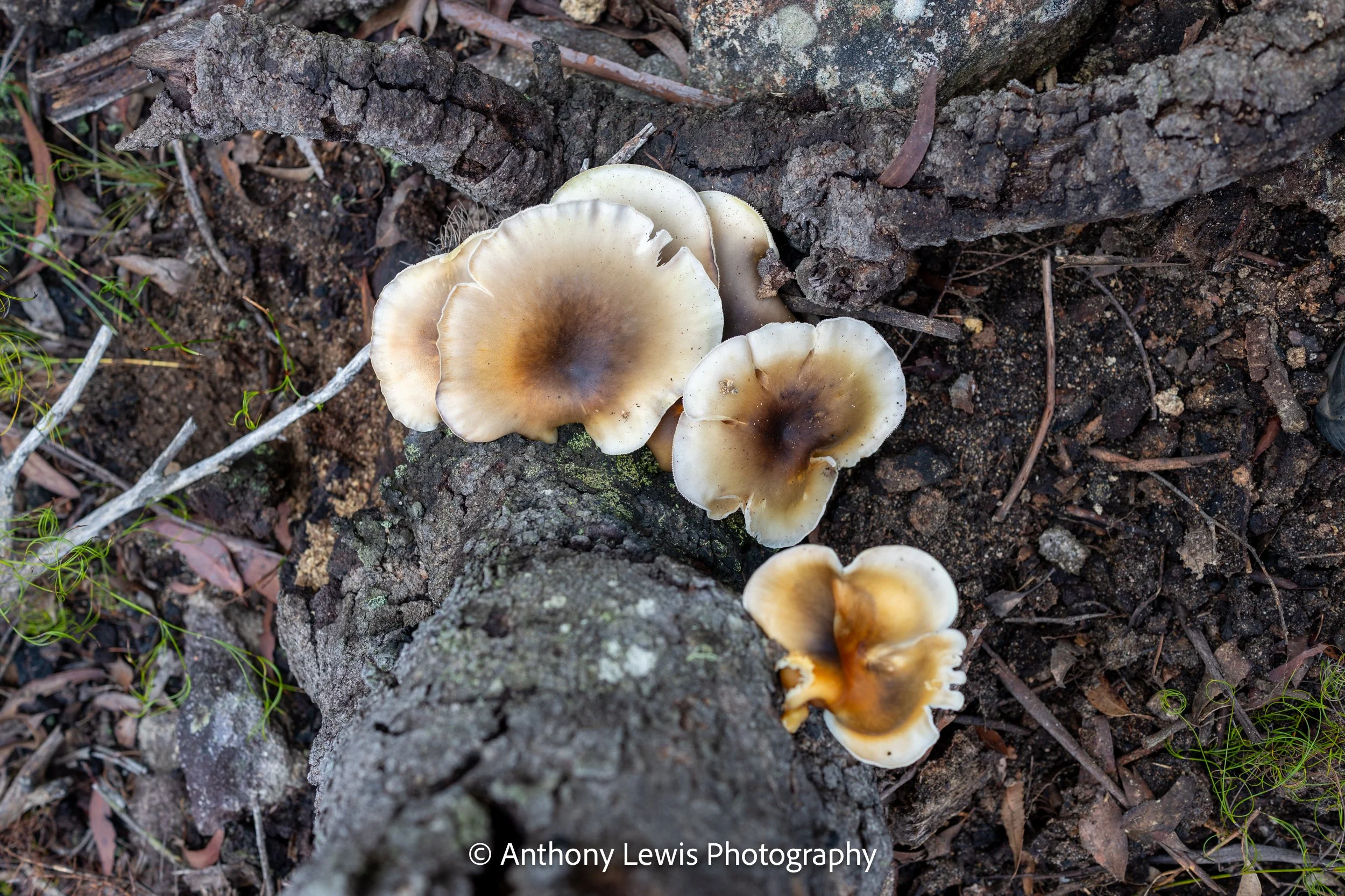 Wild Mushrooms