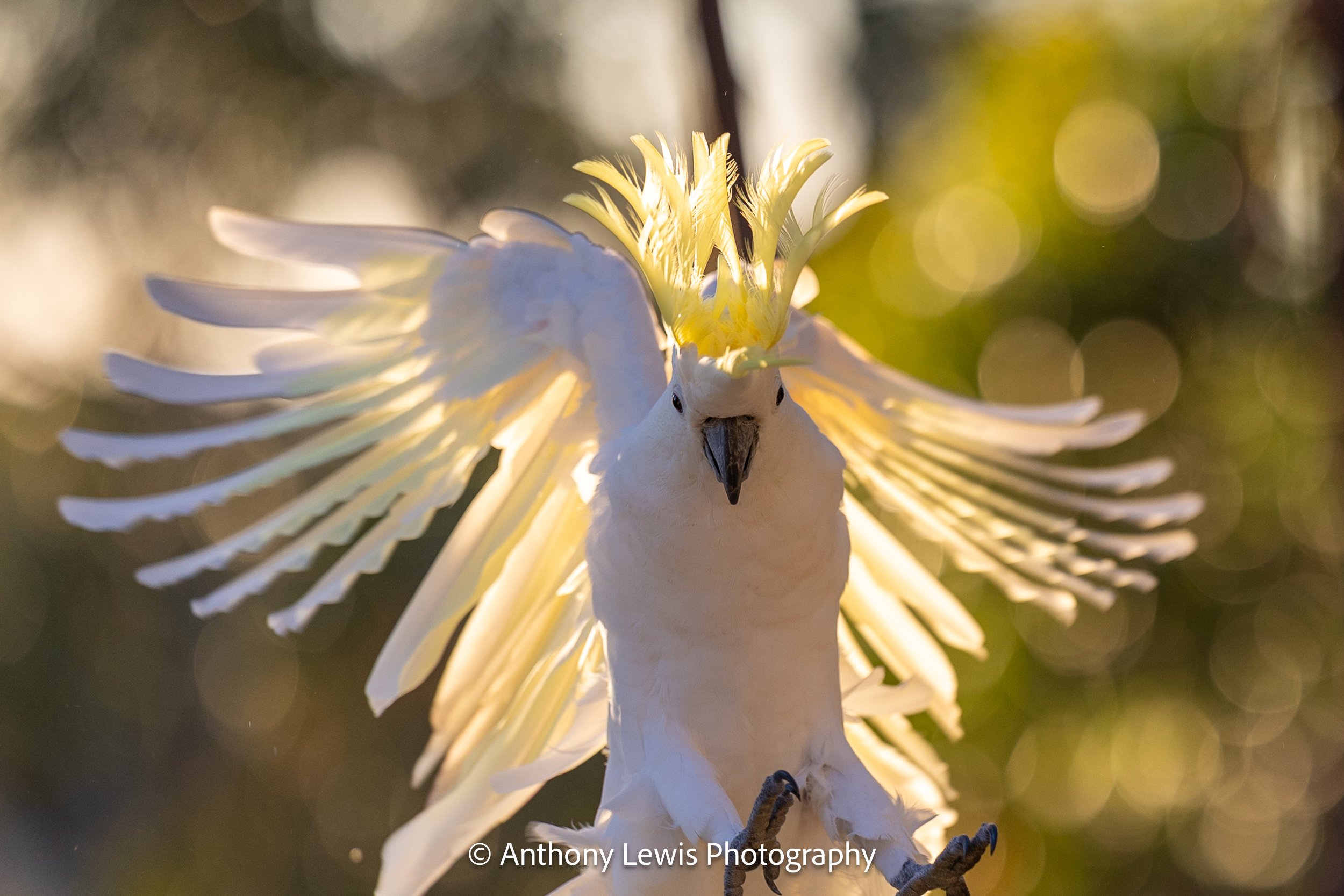 Cockatoo