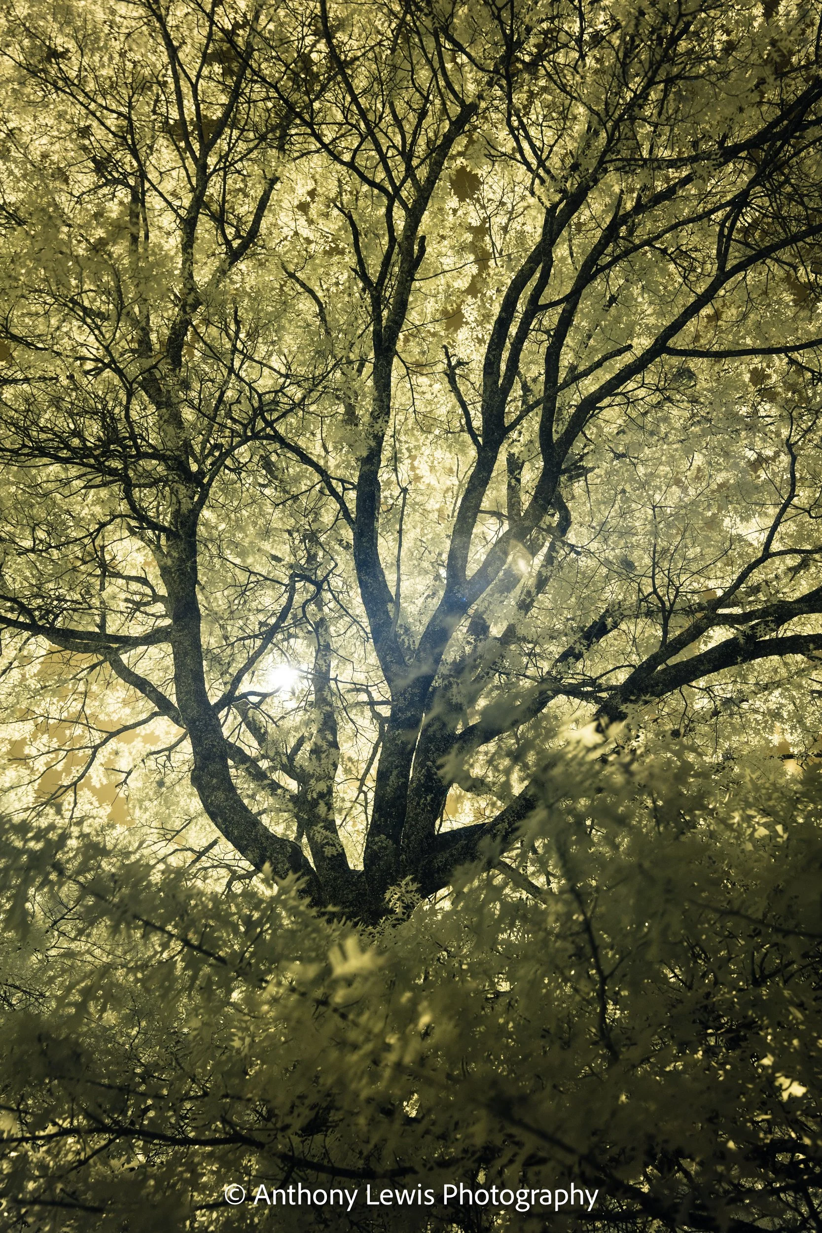 Trees in Autumn IR, ll